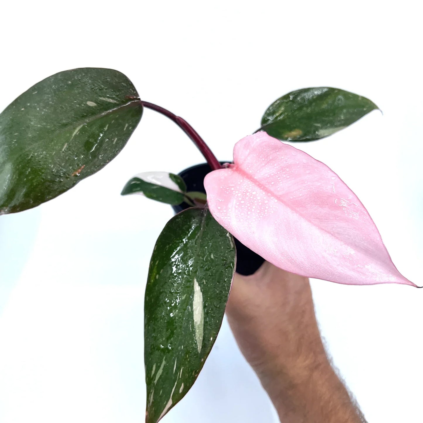 Philodendron - Pink Princess - The Plant Buddies