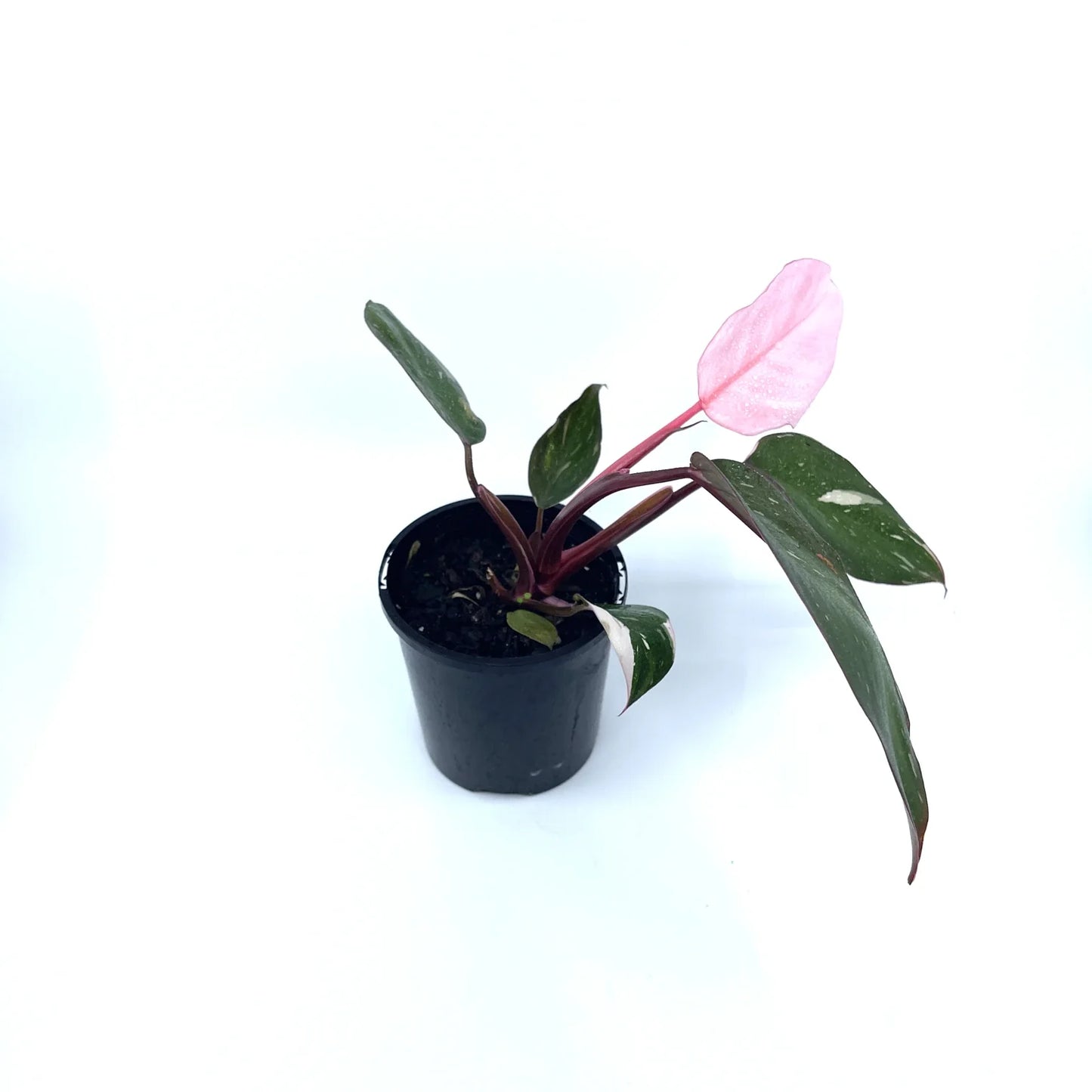 Philodendron - Pink Princess - The Plant Buddies