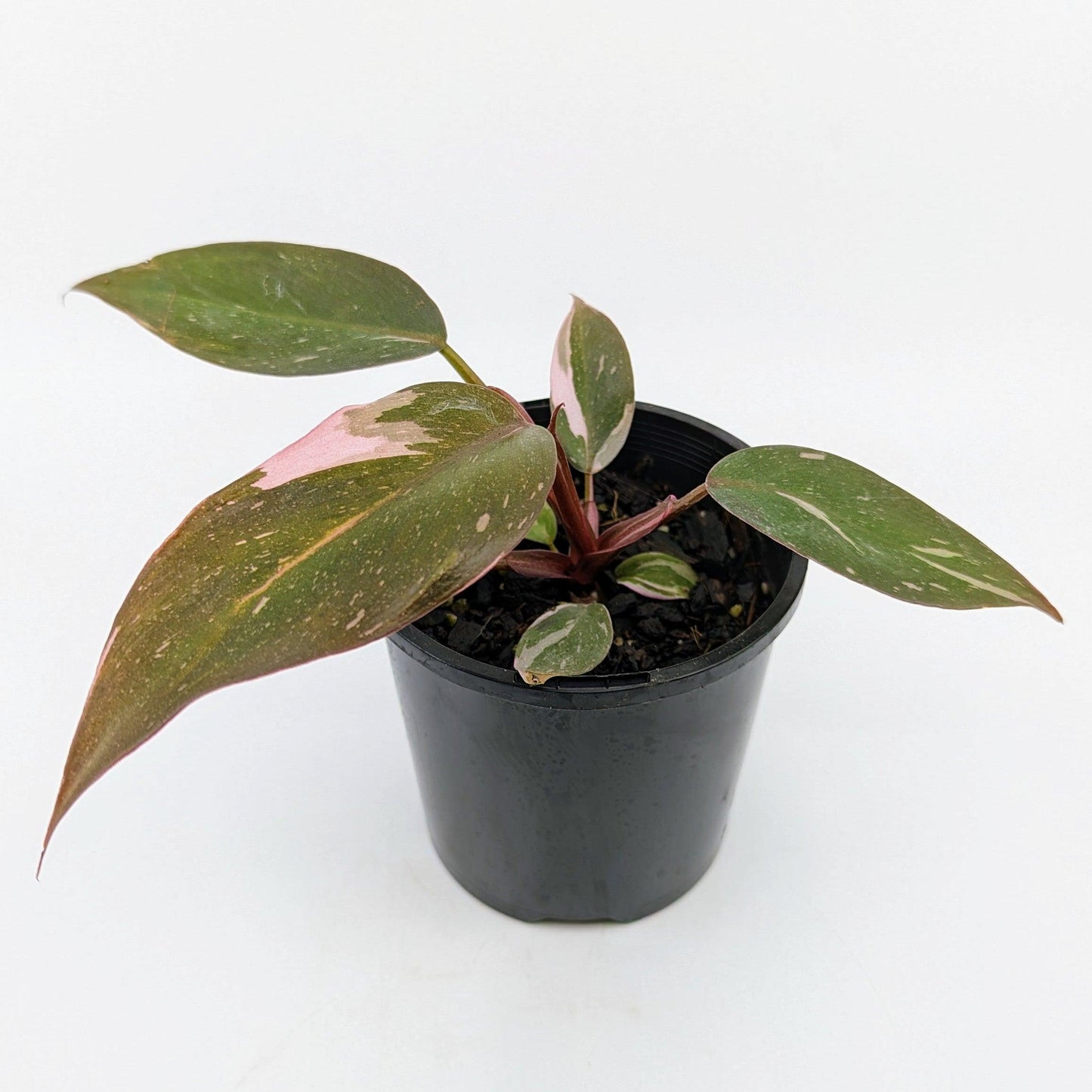 Philodendron - Pink Princess - The Plant Buddies