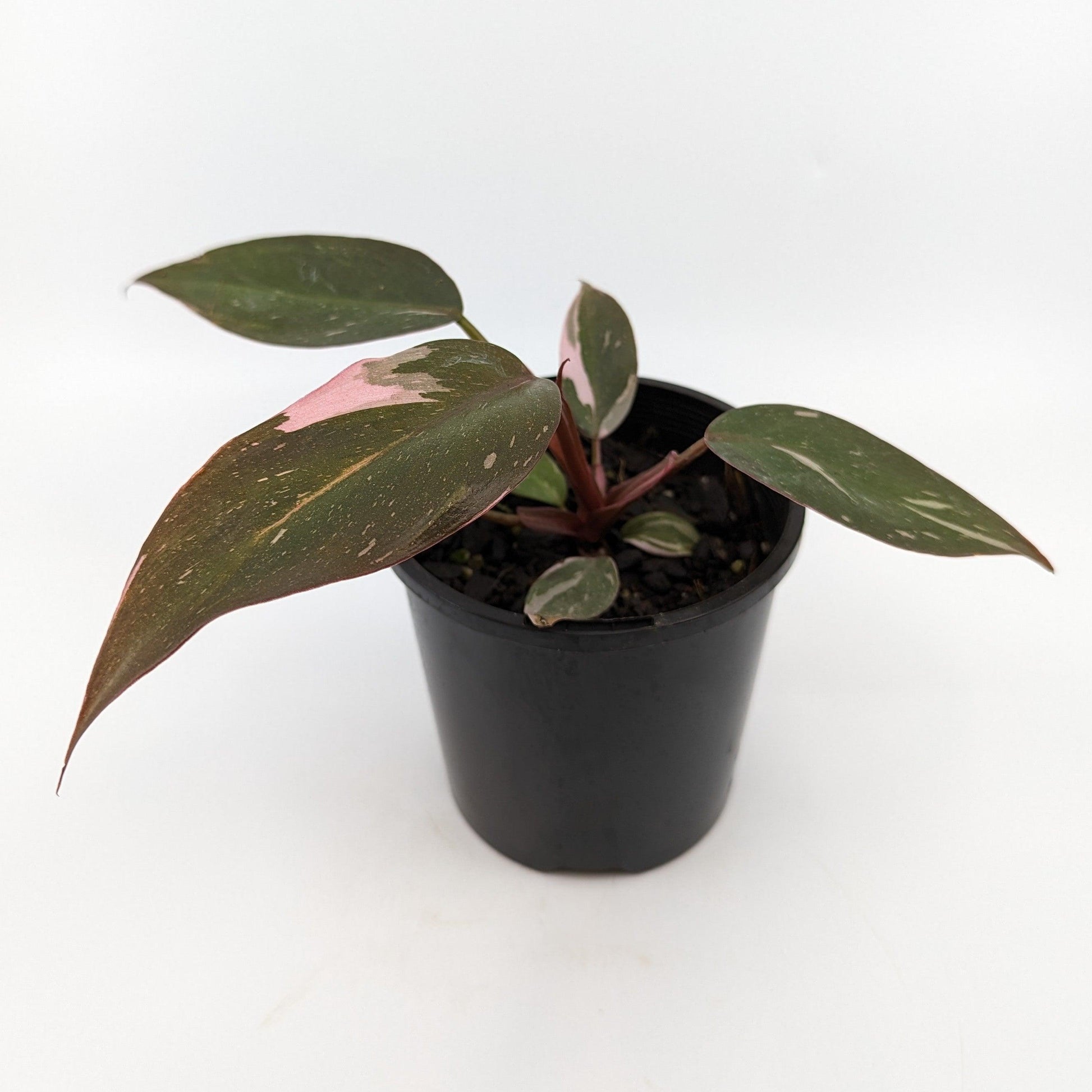 Philodendron - Pink Princess - The Plant Buddies