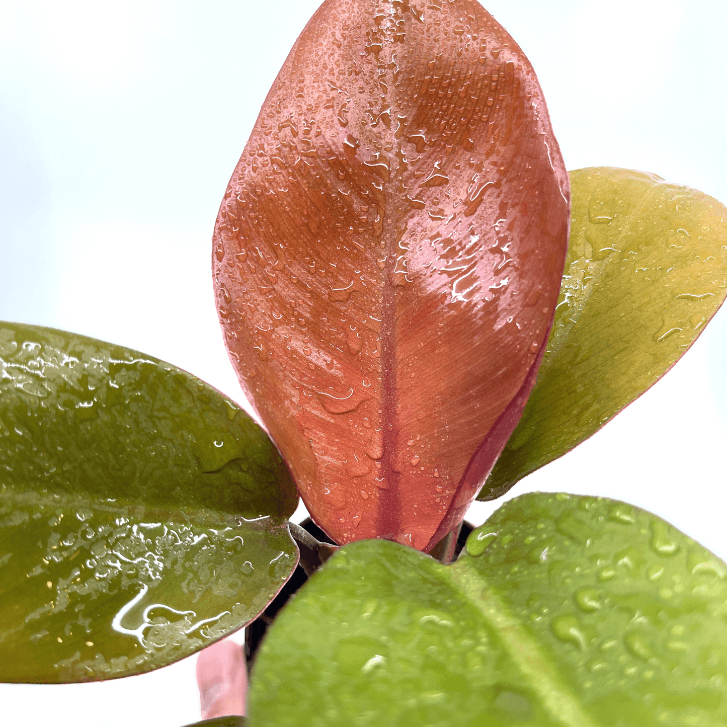 Philodendron - Prince of Orange - The Plant Buddies