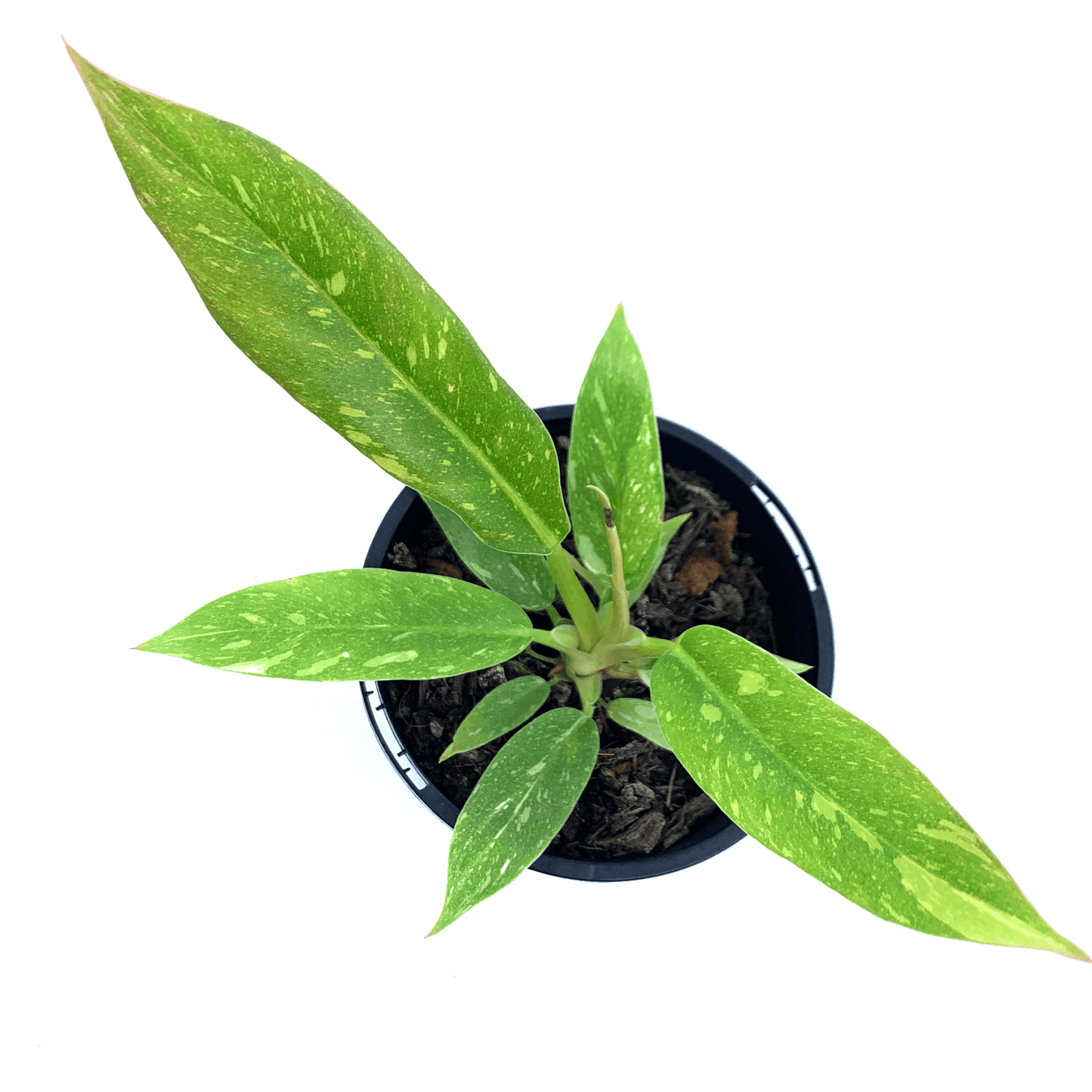 Philodendron - Ring Of Fire - The Plant Buddies