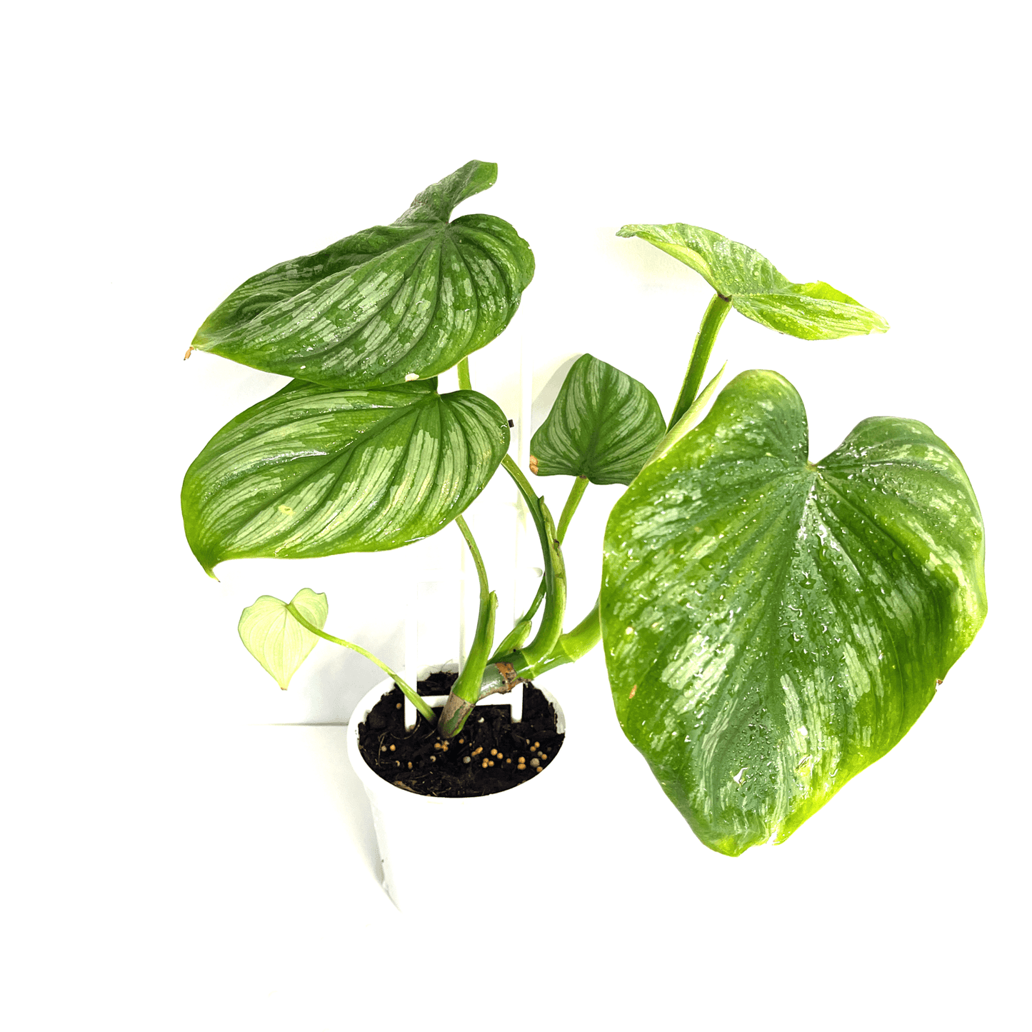Philodendron - Silver Cloud - The Plant Buddies