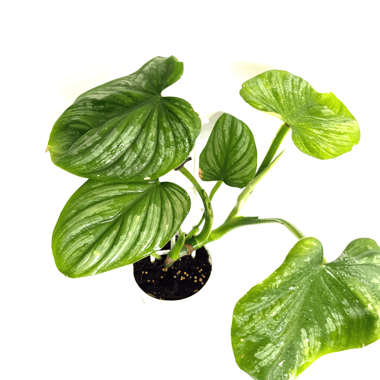 Philodendron - Silver Cloud - The Plant Buddies