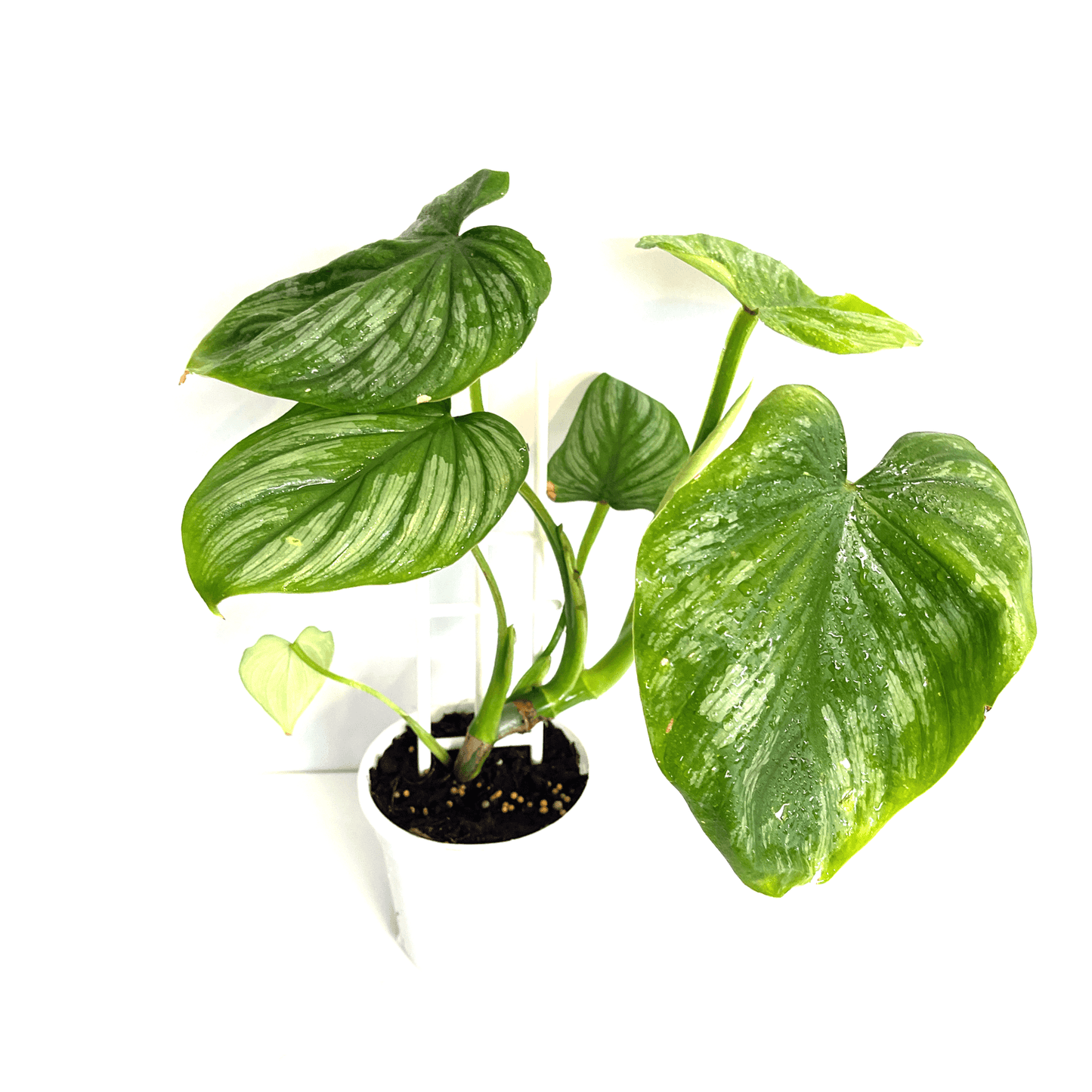 Philodendron - Silver Cloud - The Plant Buddies