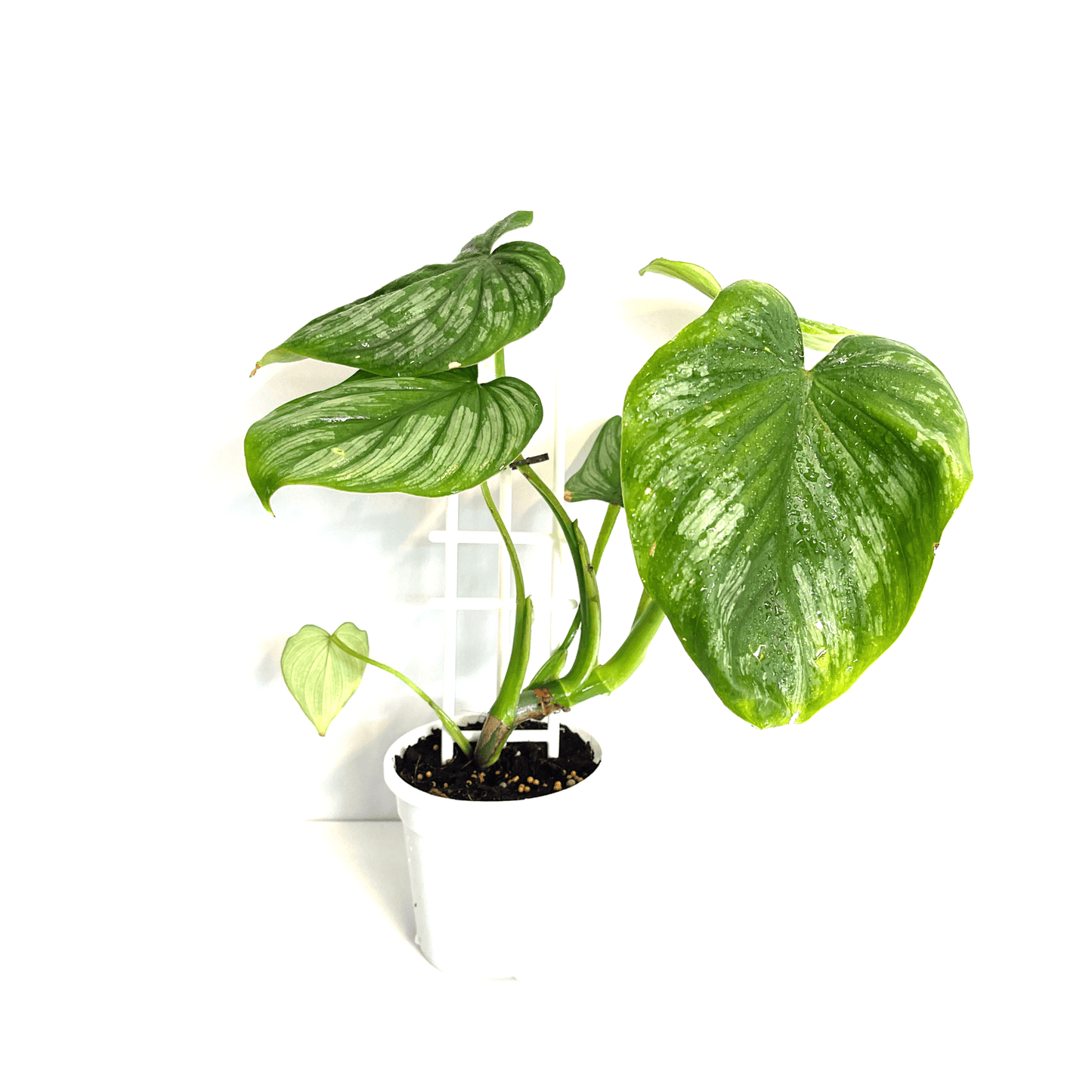 Philodendron - Silver Cloud - The Plant Buddies