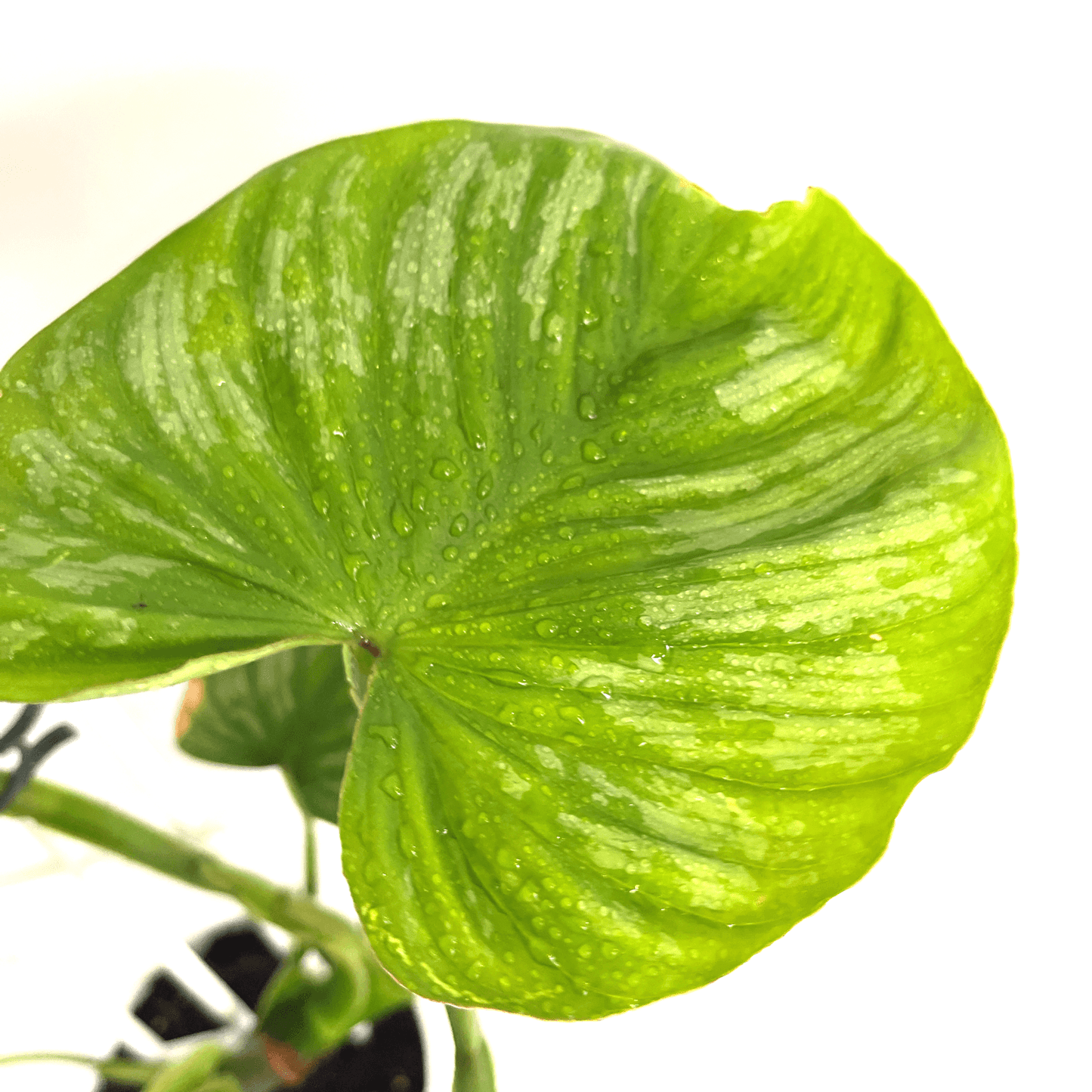 Philodendron - Silver Cloud - The Plant Buddies