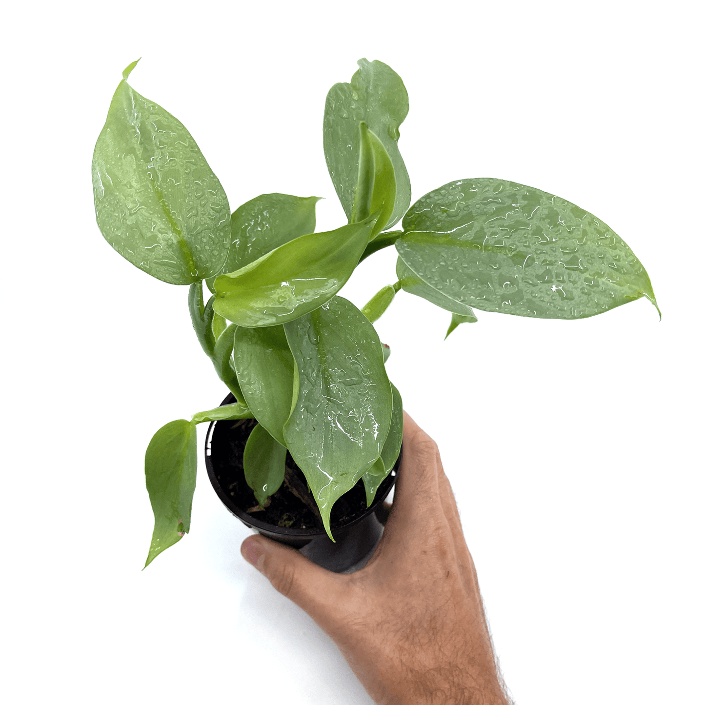 Philodendron - Silver Sword - The Plant Buddies