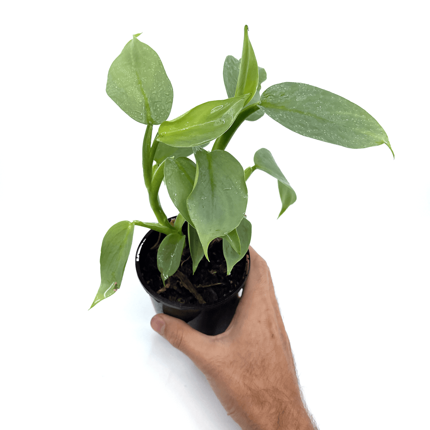 Philodendron - Silver Sword - The Plant Buddies