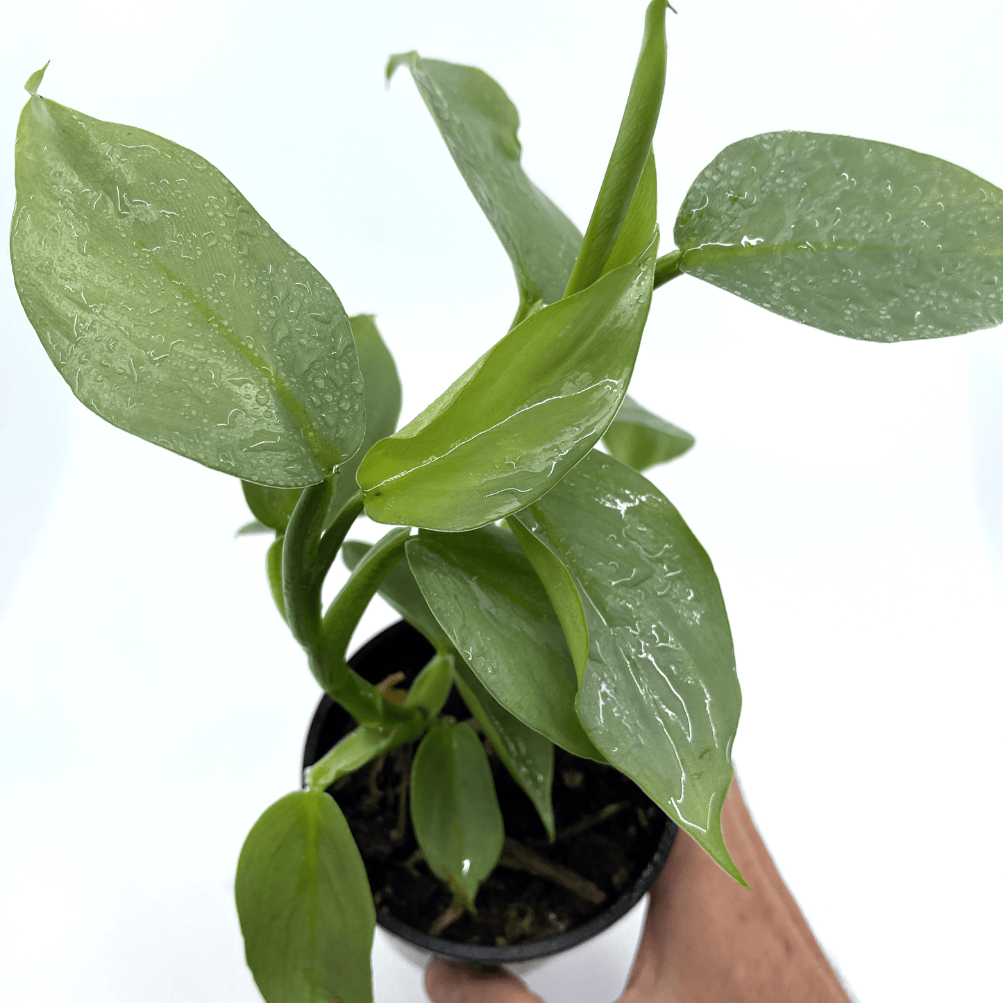 Philodendron - Silver Sword - The Plant Buddies