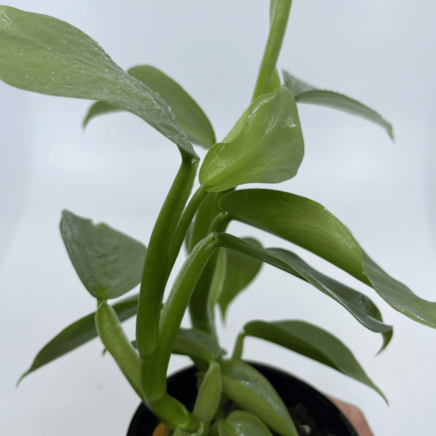 Philodendron - Silver Sword - The Plant Buddies