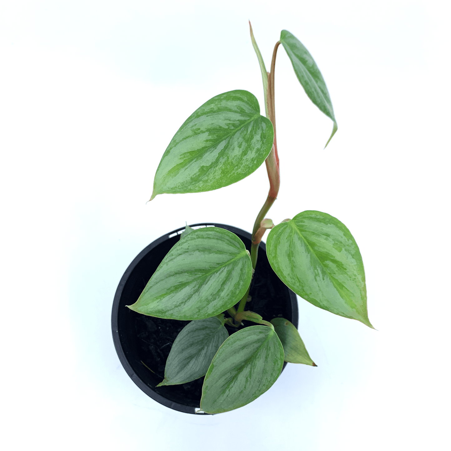 Philodendron - Sodiroi - The Plant Buddies