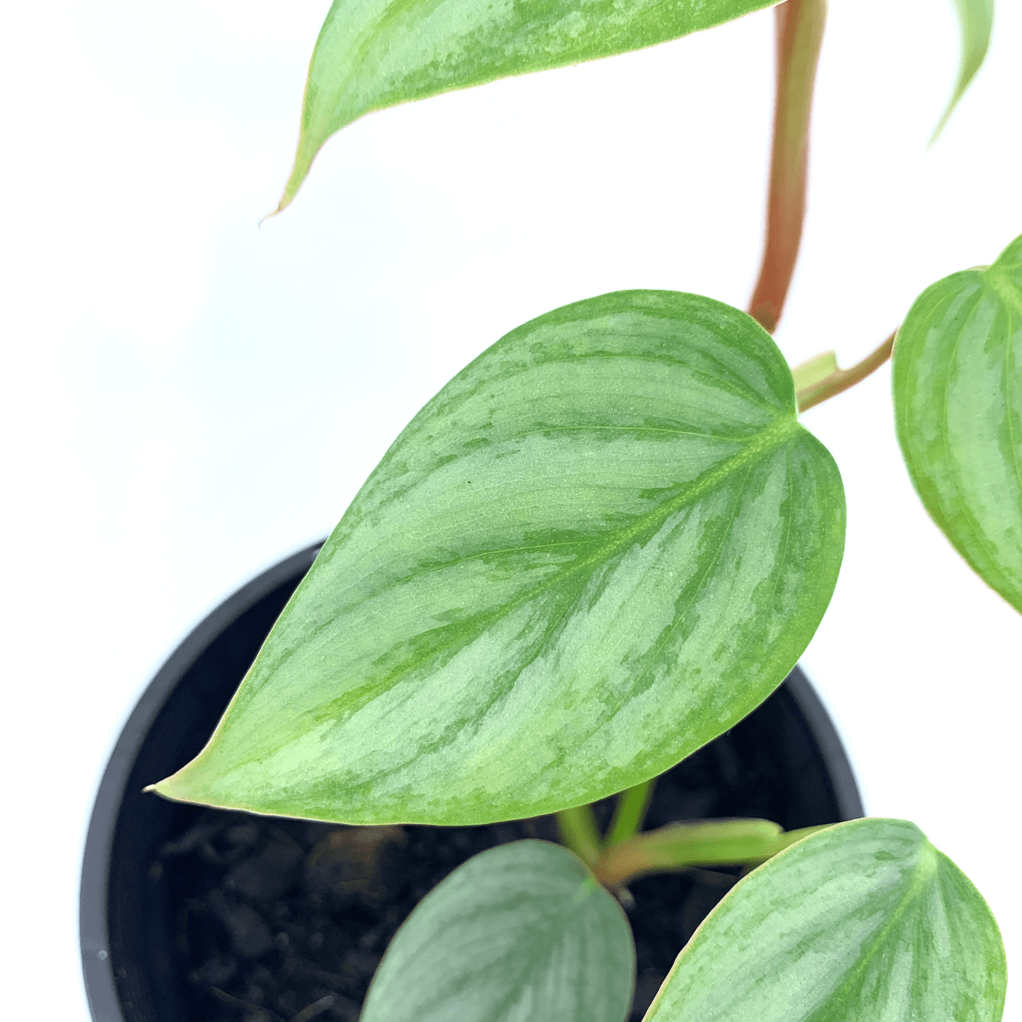 Philodendron - Sodiroi - The Plant Buddies