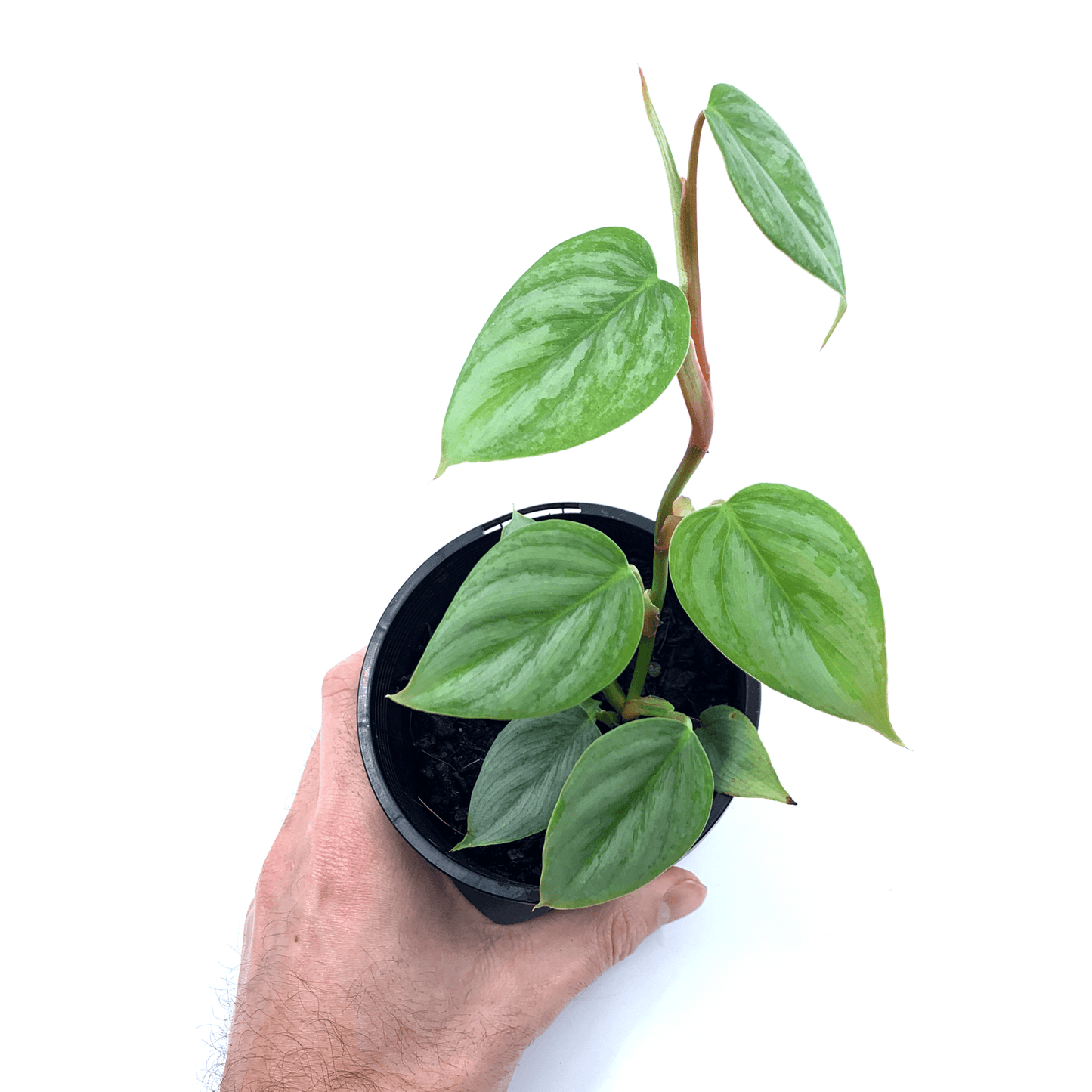 Philodendron - Sodiroi - The Plant Buddies
