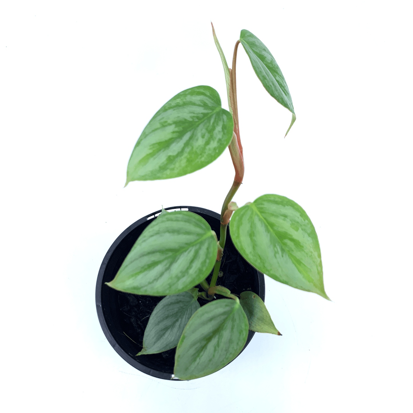 Philodendron - Sodiroi - The Plant Buddies