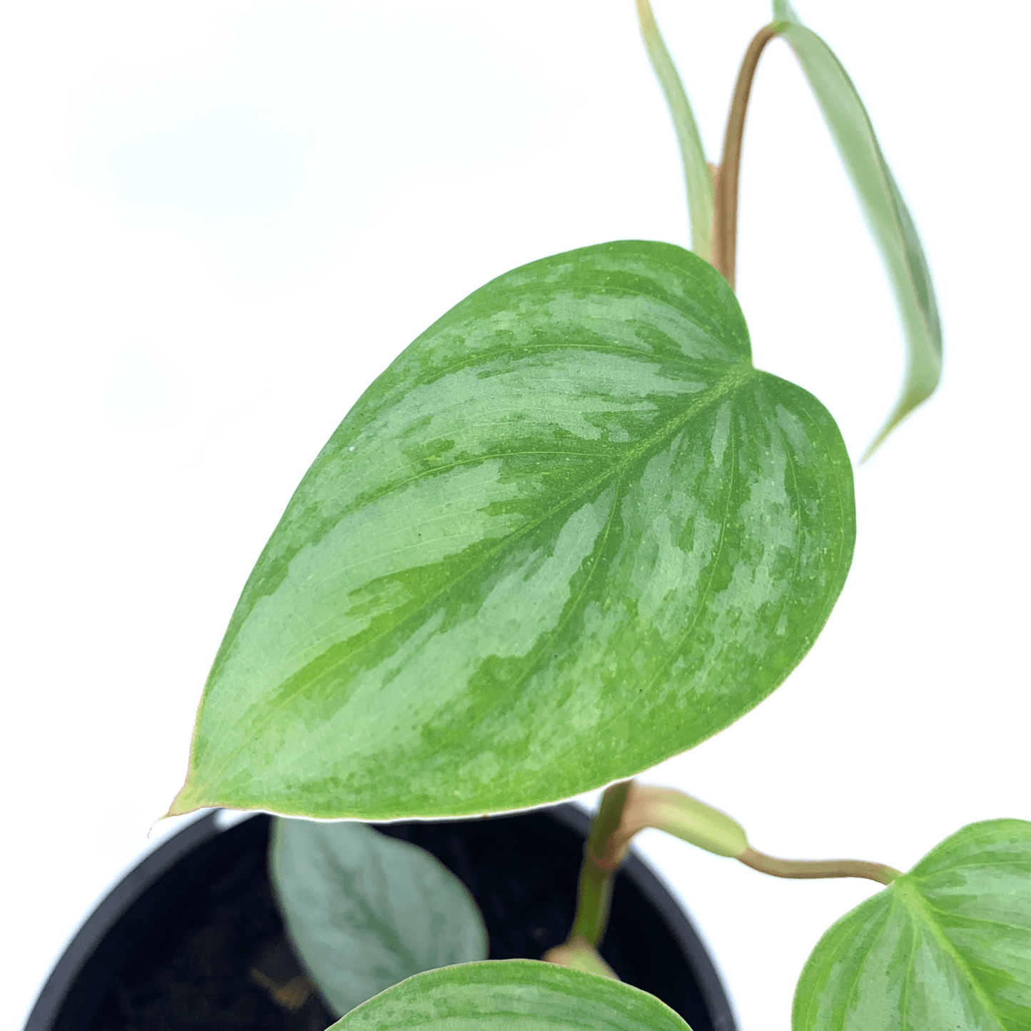 Philodendron - Sodiroi - The Plant Buddies