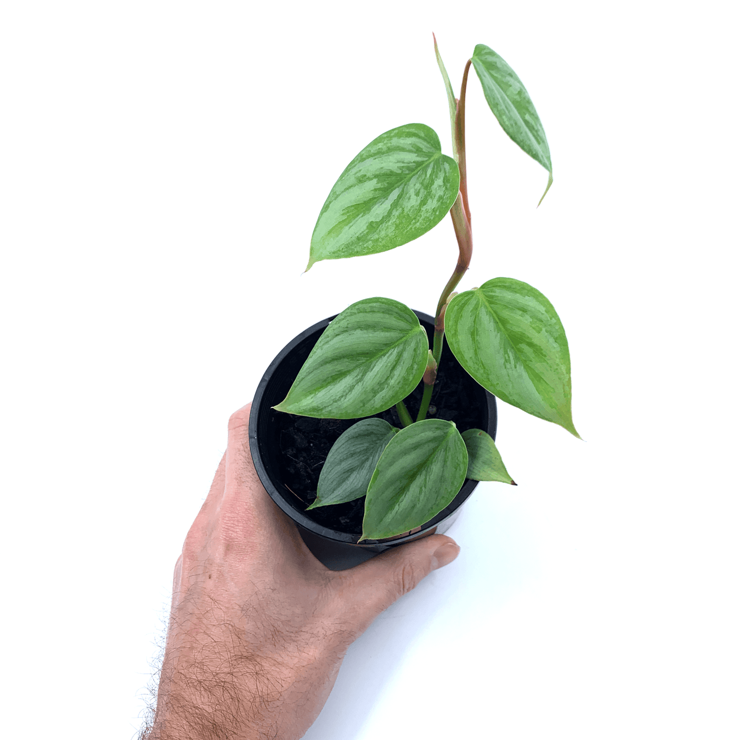 Philodendron - Sodiroi - The Plant Buddies