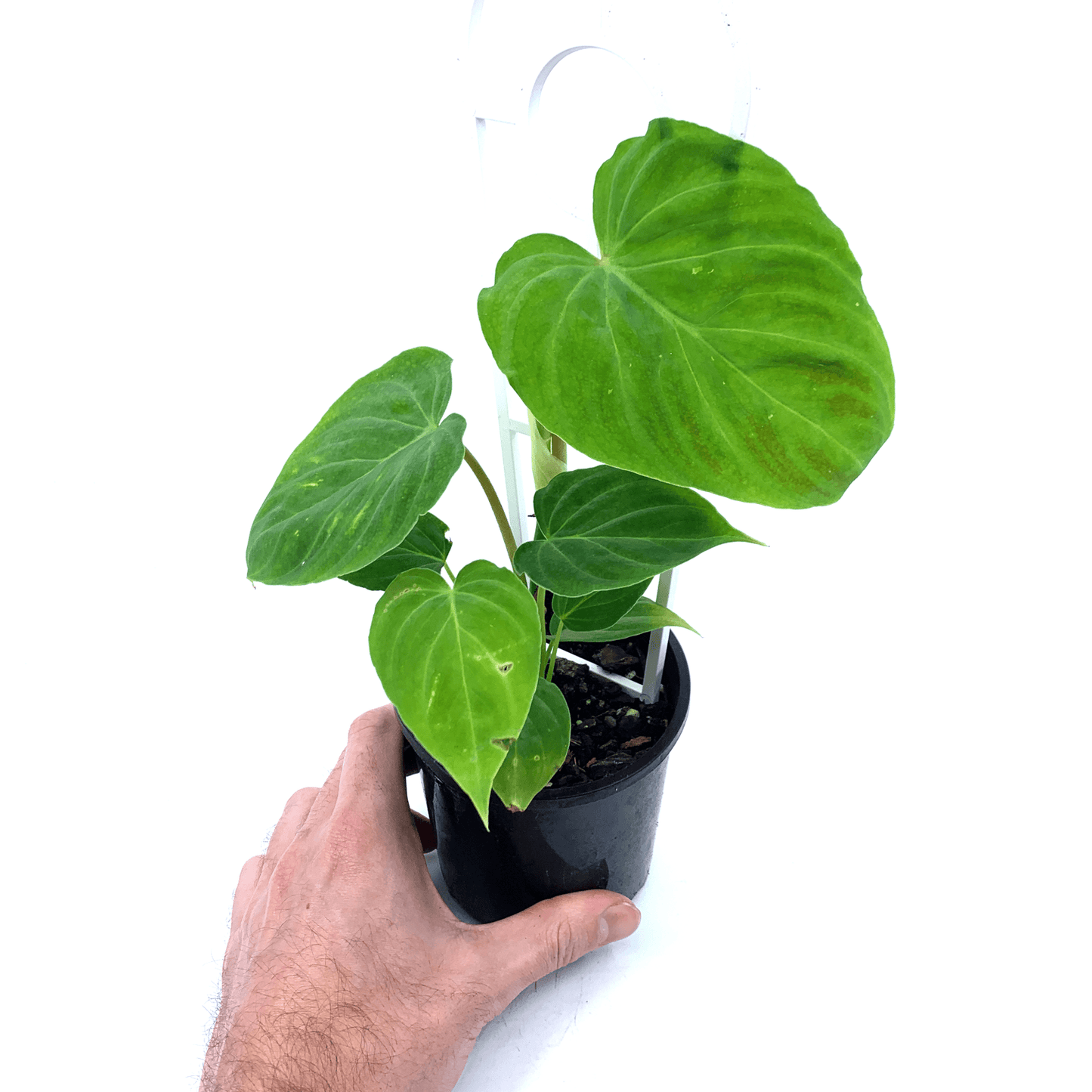 Philodendron - Verrucosum - The Plant Buddies