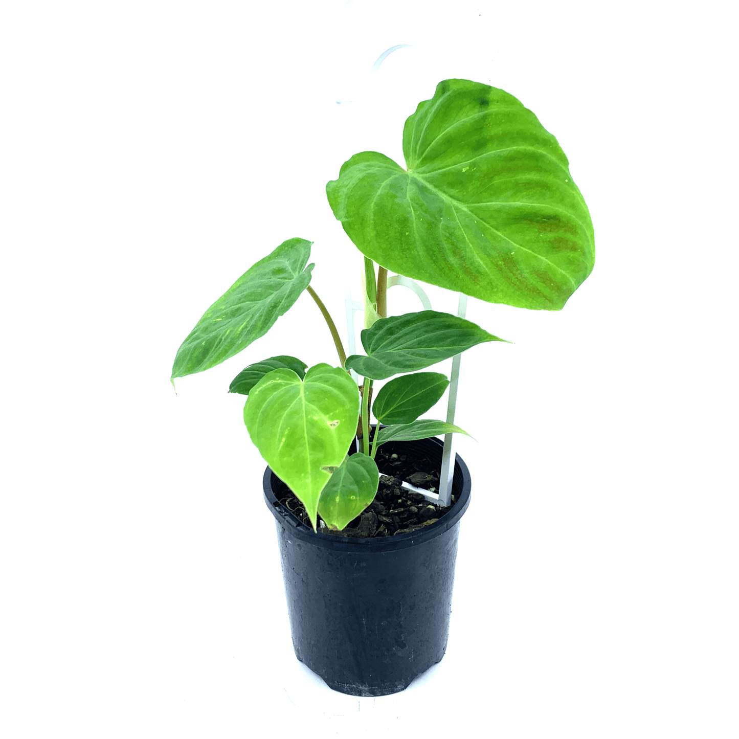 Philodendron - Verrucosum - The Plant Buddies
