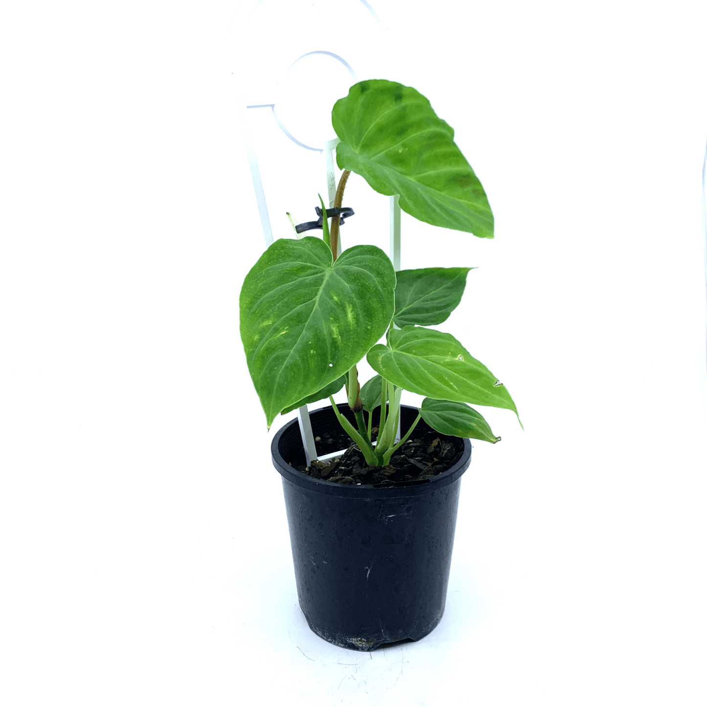 Philodendron - Verrucosum - The Plant Buddies