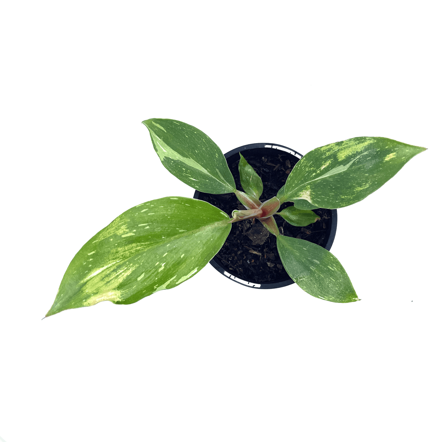 Philodendron - White Knight - The Plant Buddies