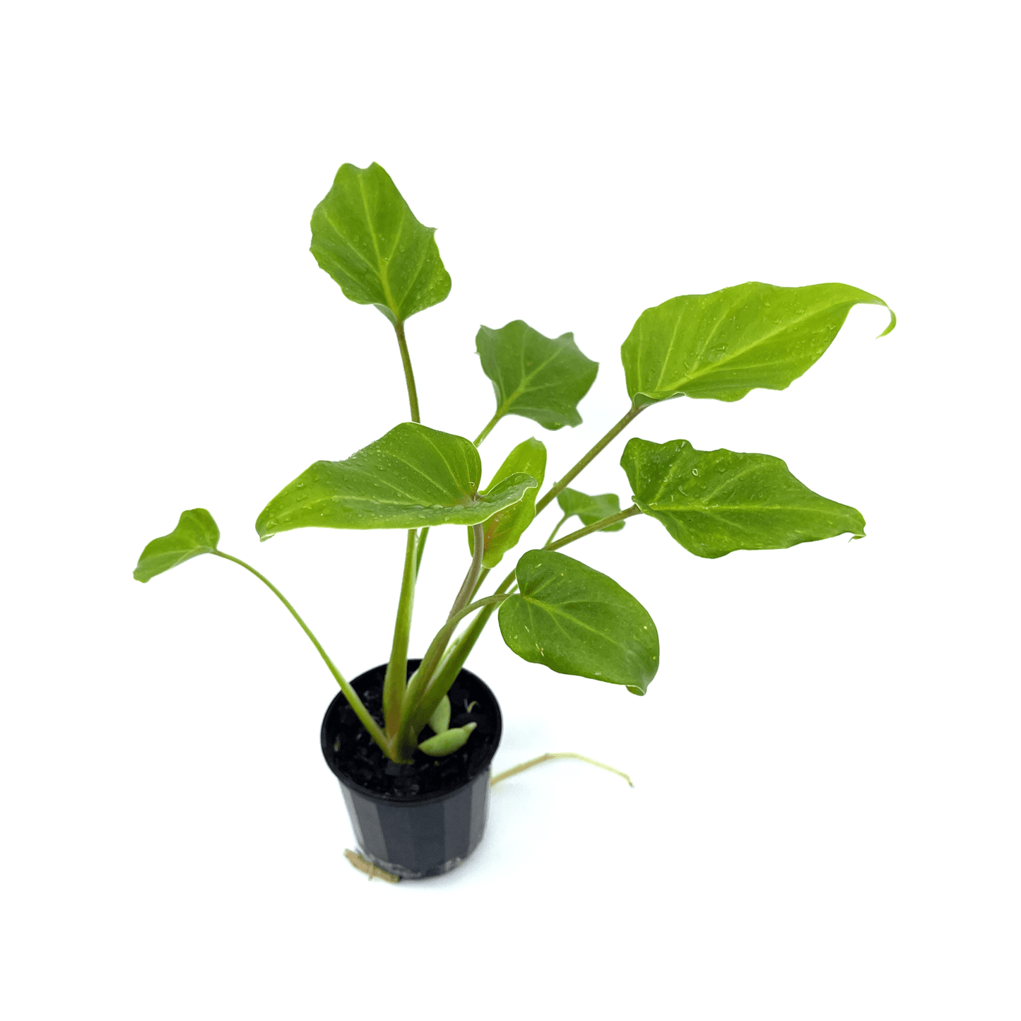 Philodendron - Xanadu - The Plant Buddies
