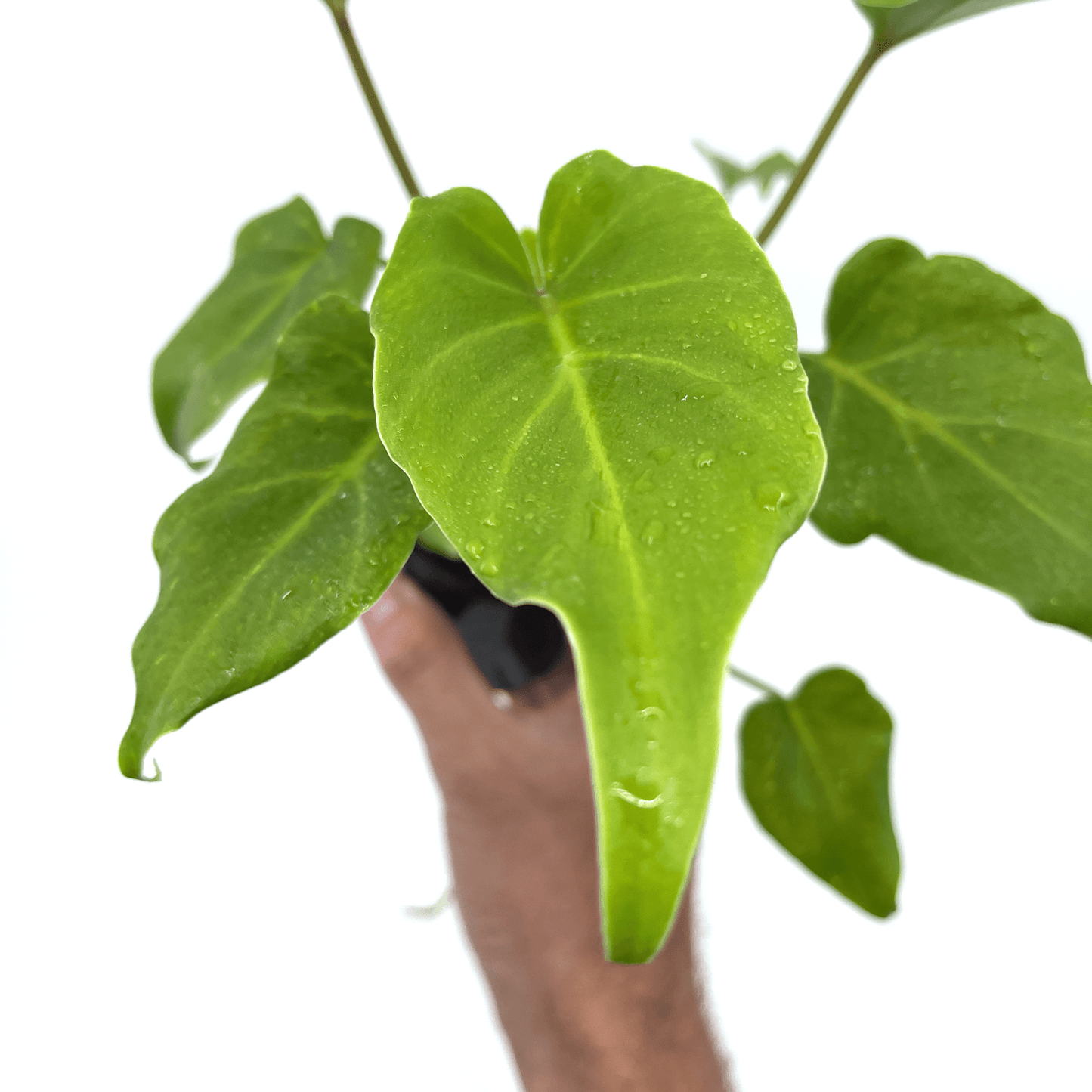 Philodendron - Xanadu - The Plant Buddies