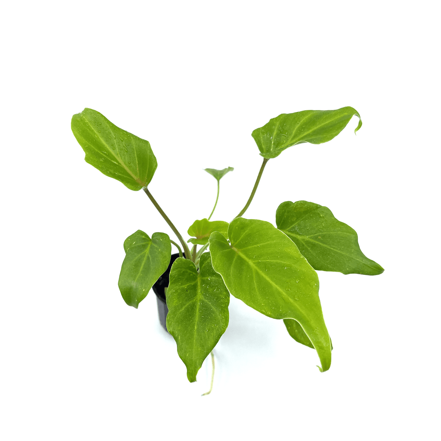 Philodendron - Xanadu - The Plant Buddies