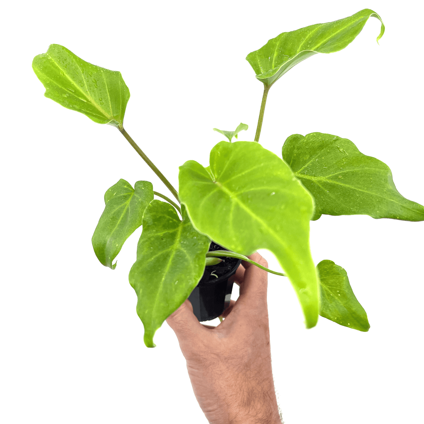 Philodendron - Xanadu - The Plant Buddies