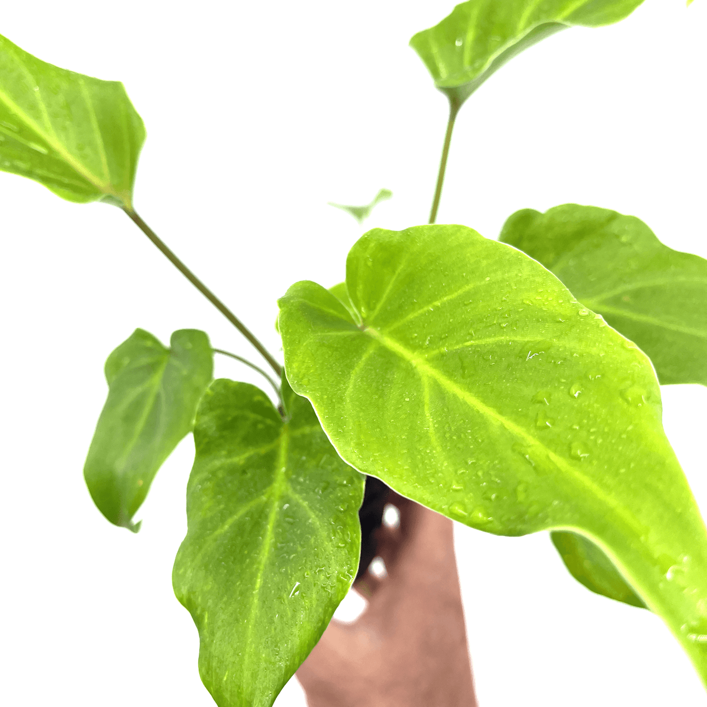 Philodendron - Xanadu - The Plant Buddies