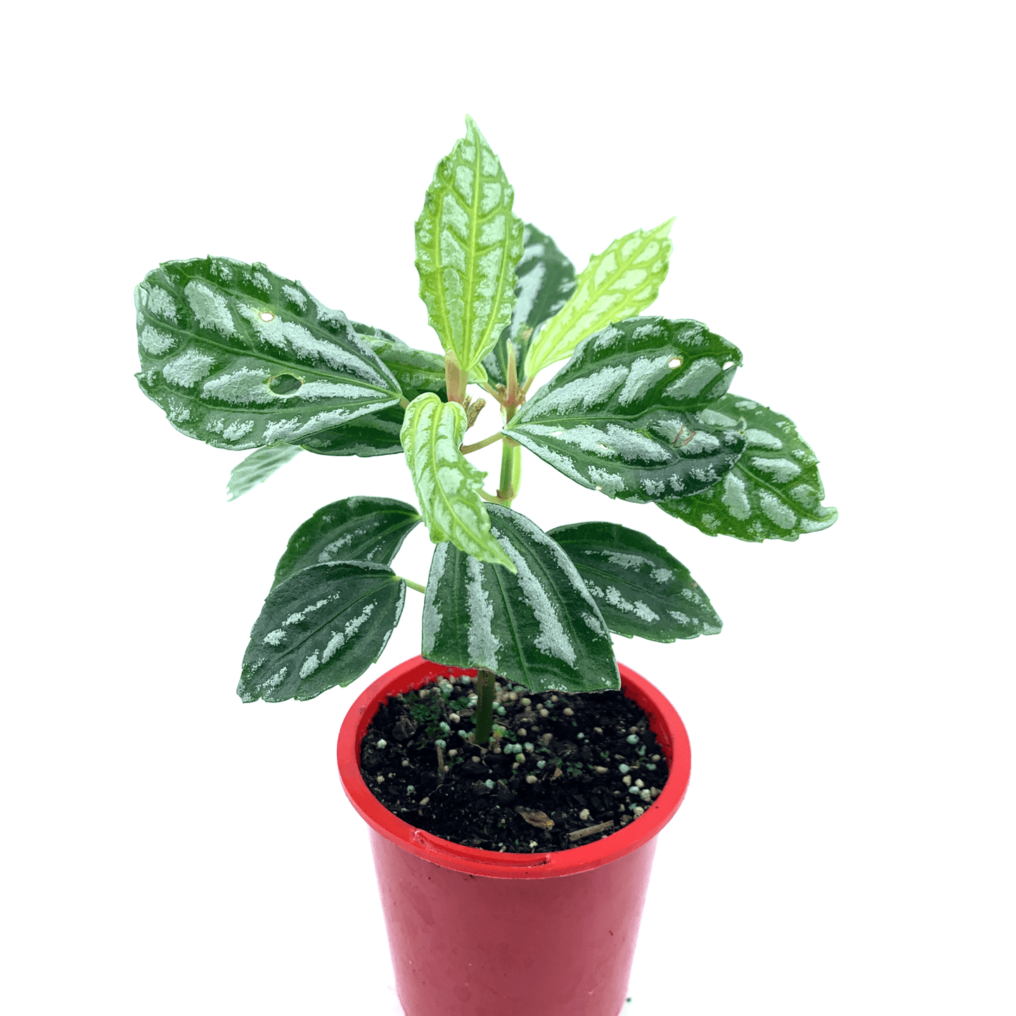 Pilea - Aluminium - The Plant Buddies