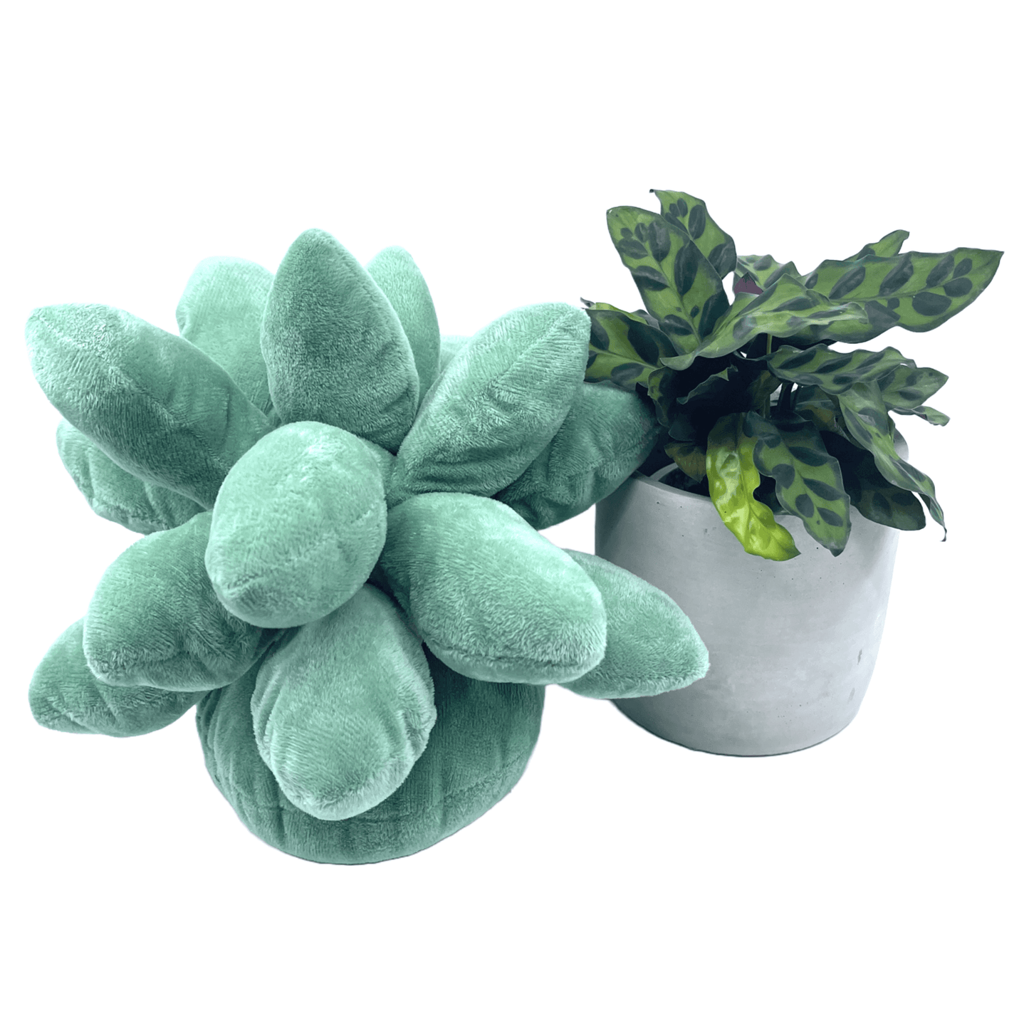Plant + Green Plushie Gift - The Plant Buddies