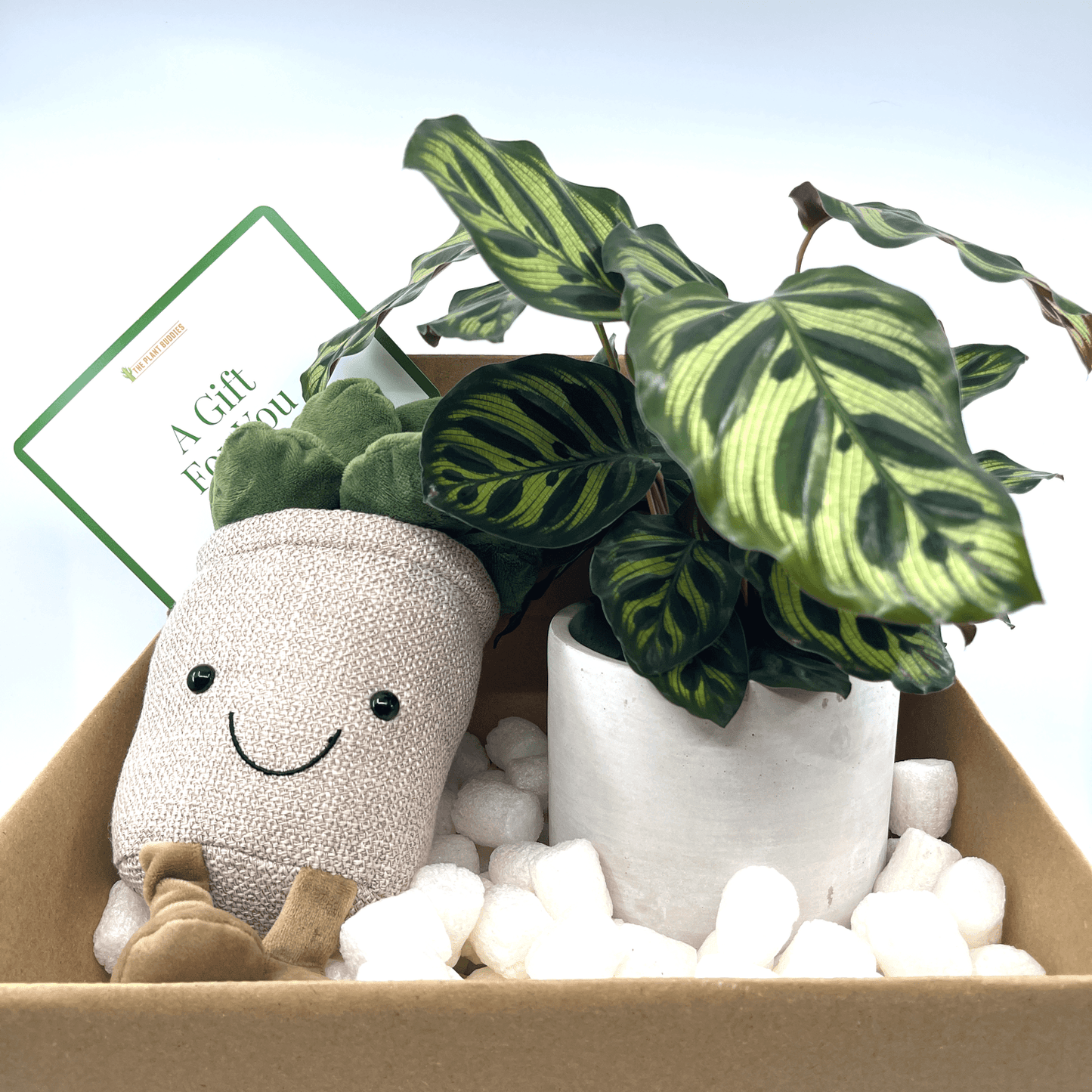 Plant + Potted Plushie Gift - The Plant Buddies