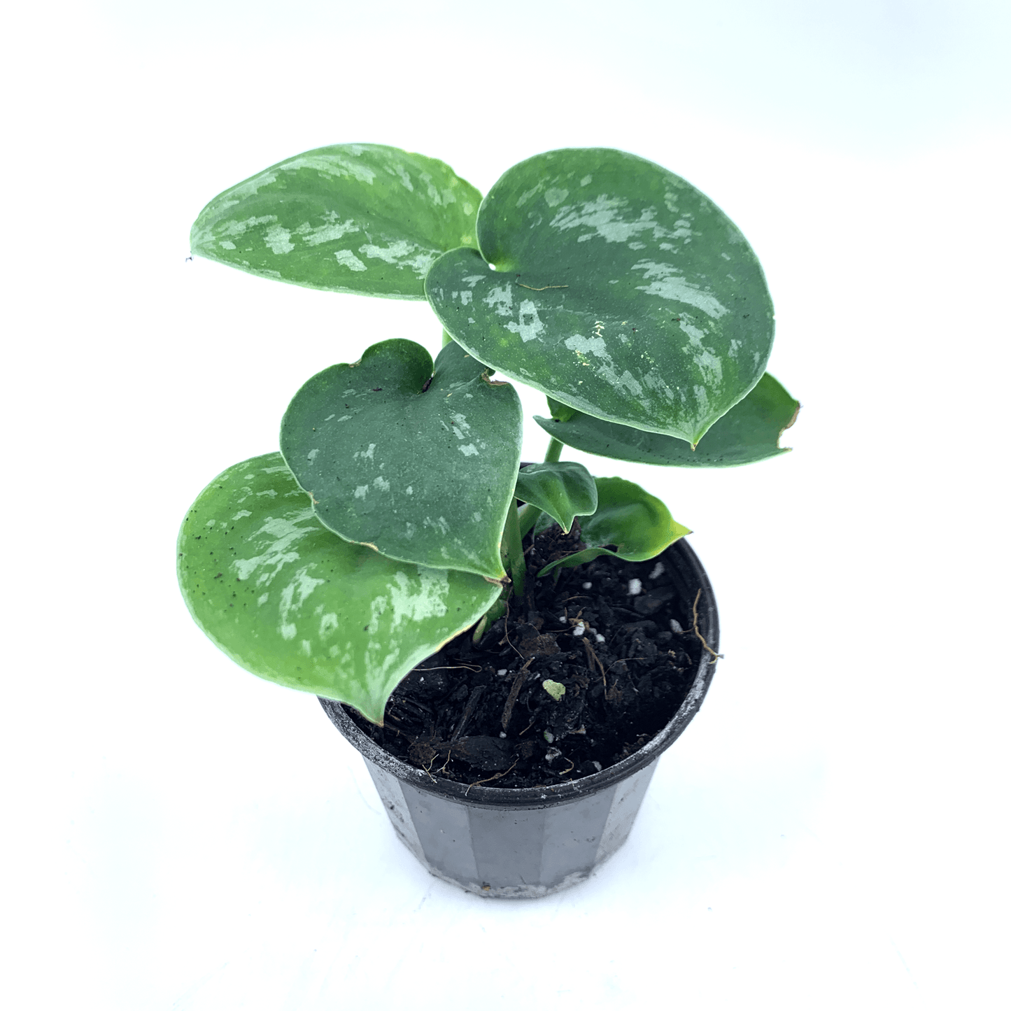 Pothos - Satin - The Plant Buddies