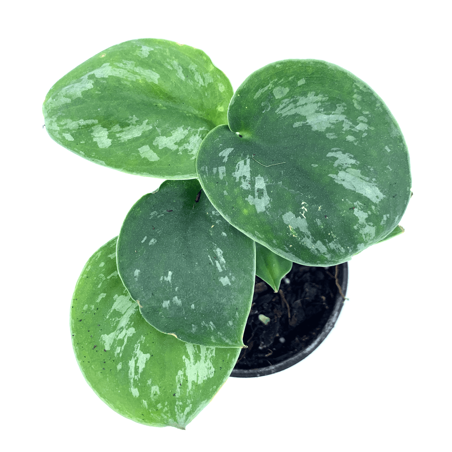 Pothos - Satin - The Plant Buddies