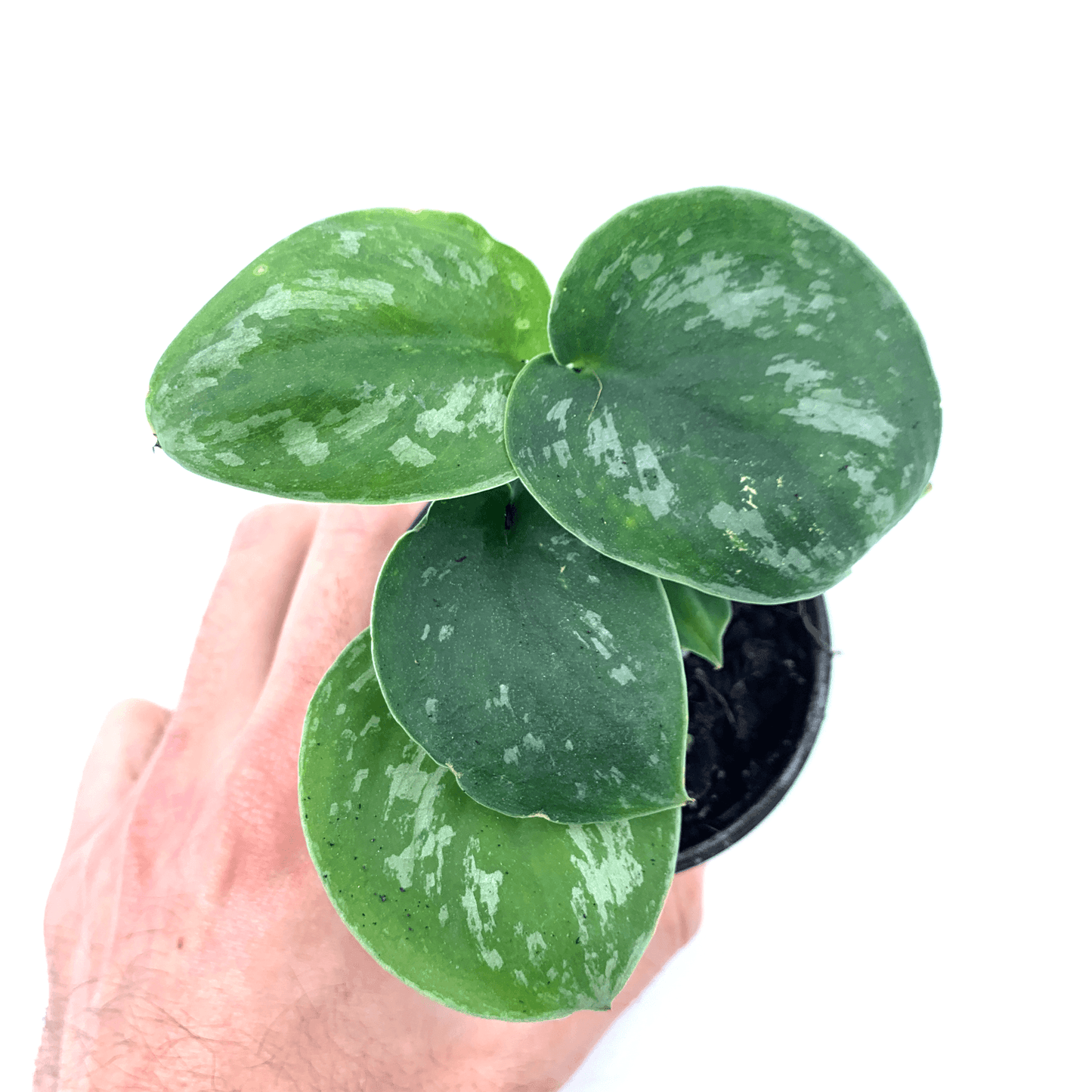 Pothos - Satin - The Plant Buddies