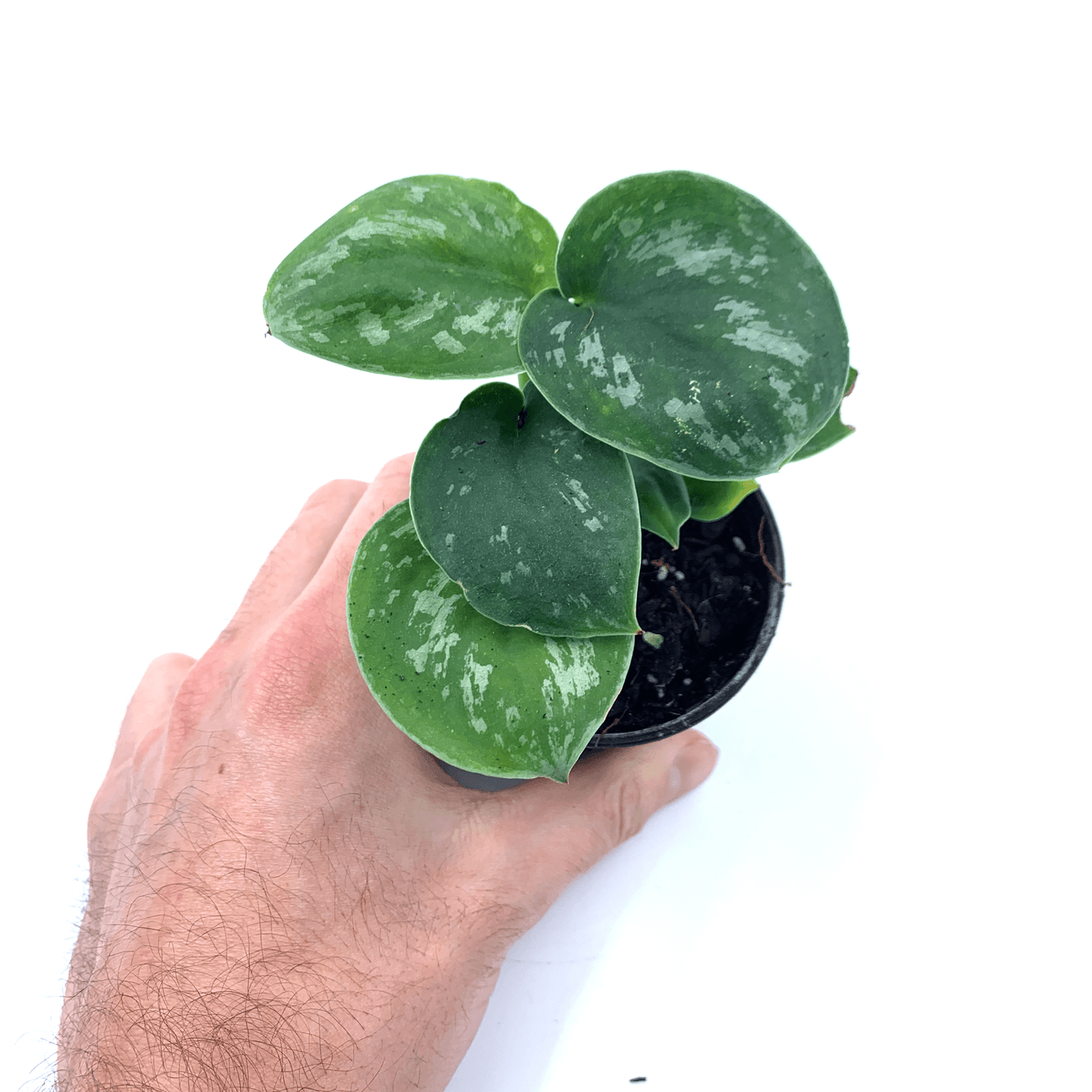 Pothos - Satin - The Plant Buddies
