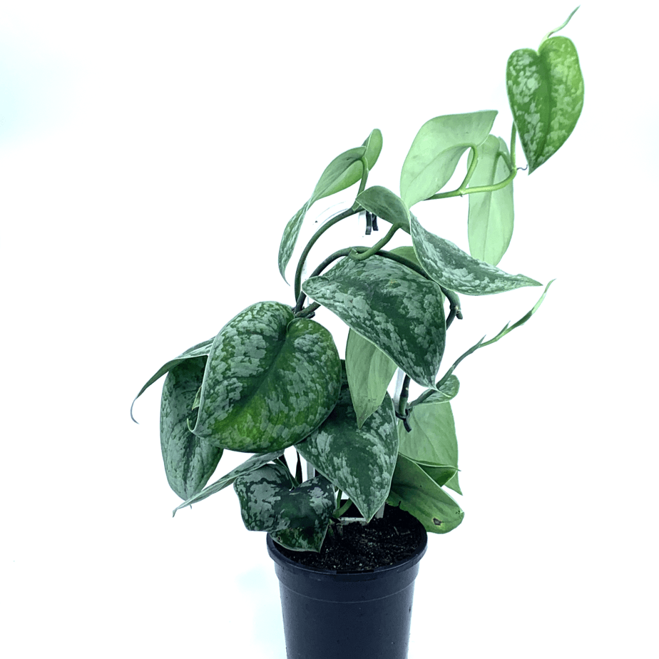 Pothos - Satin - The Plant Buddies