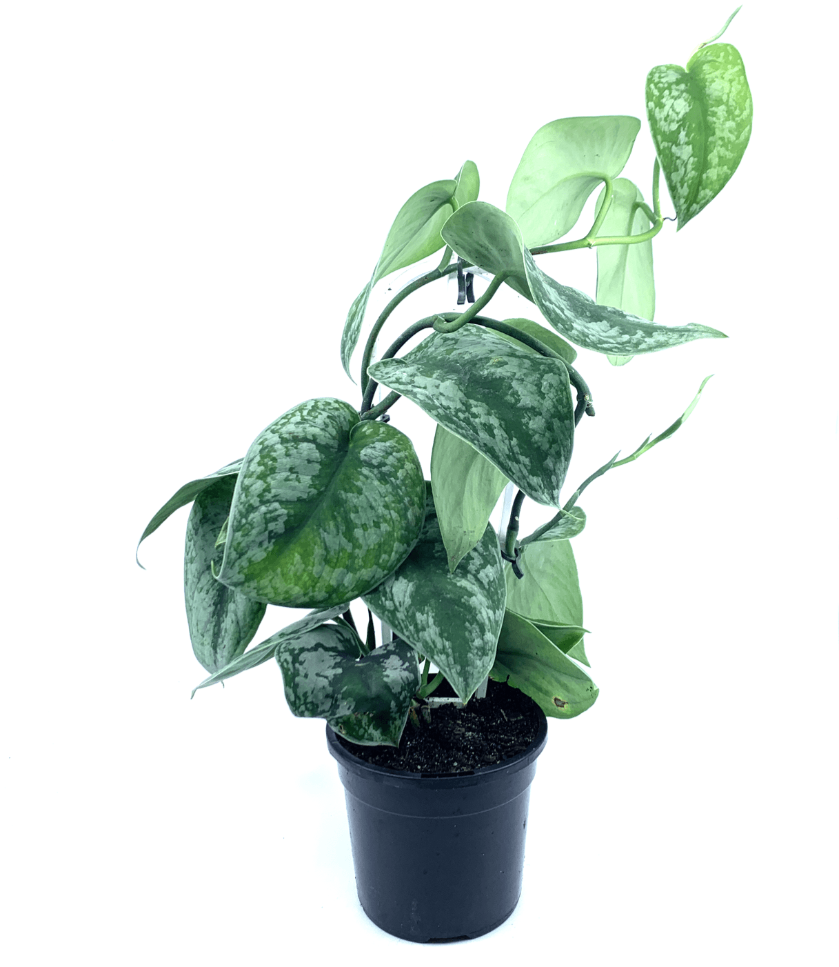 Pothos - Satin - The Plant Buddies