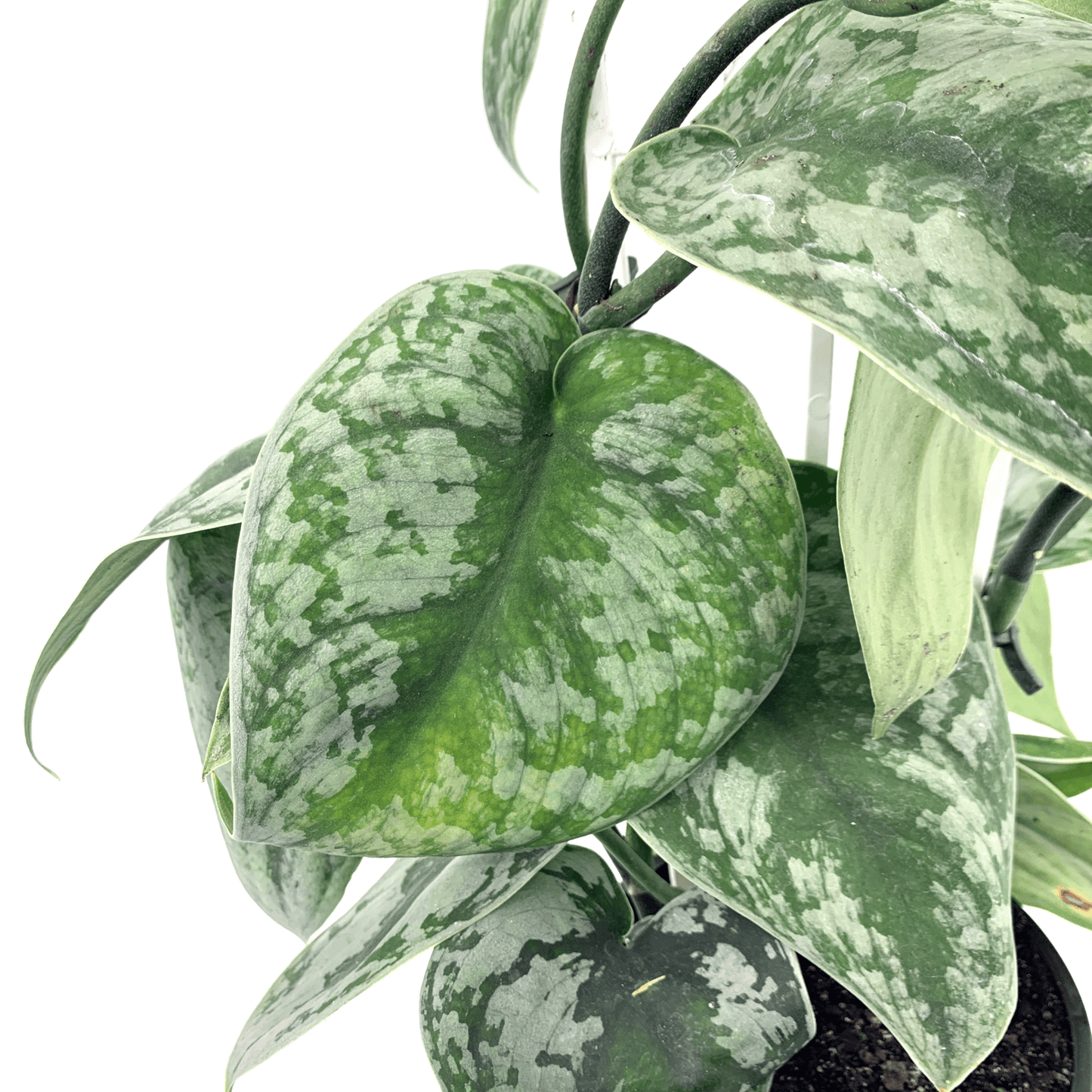 Pothos - Satin - The Plant Buddies