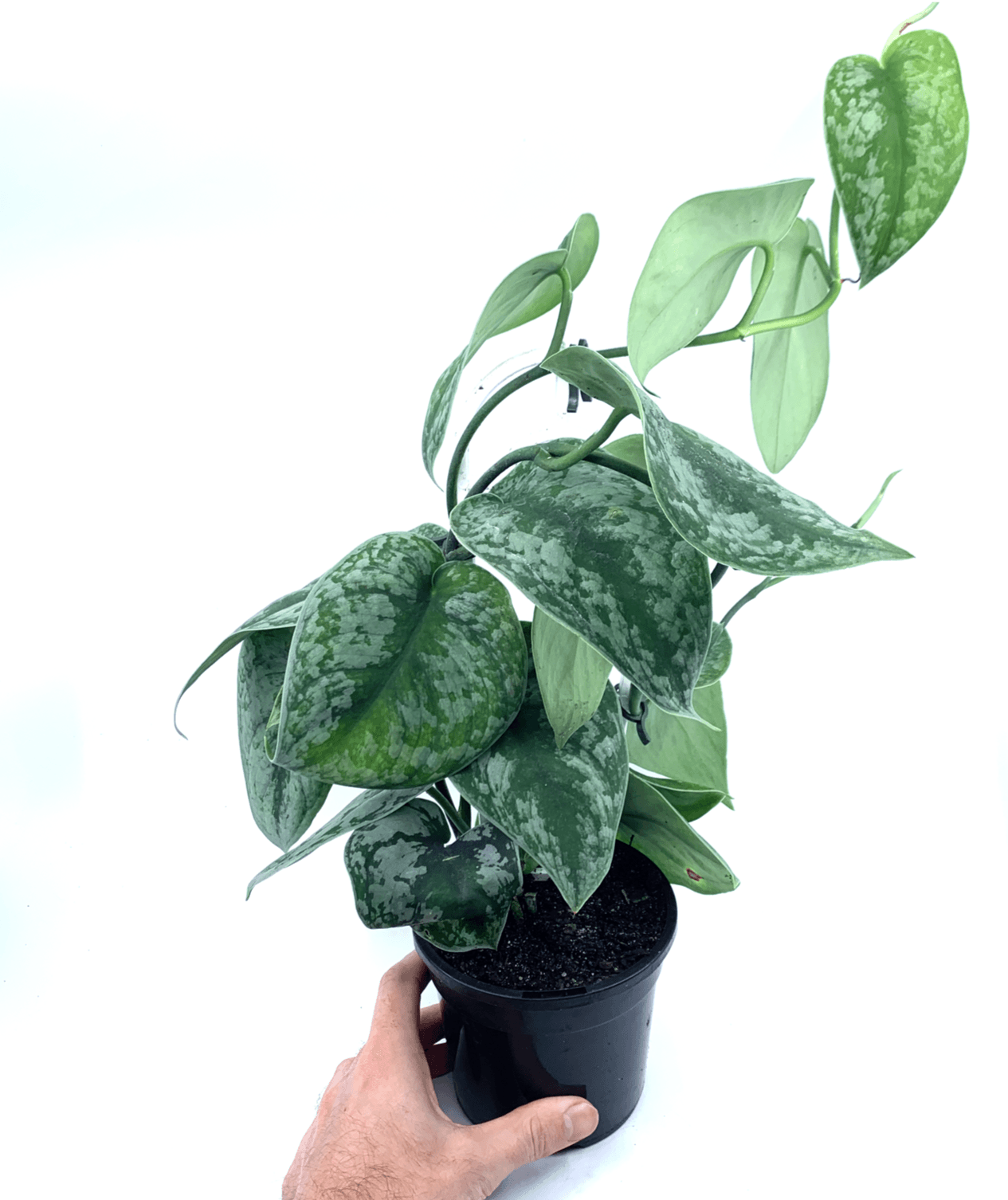 Pothos - Satin - The Plant Buddies