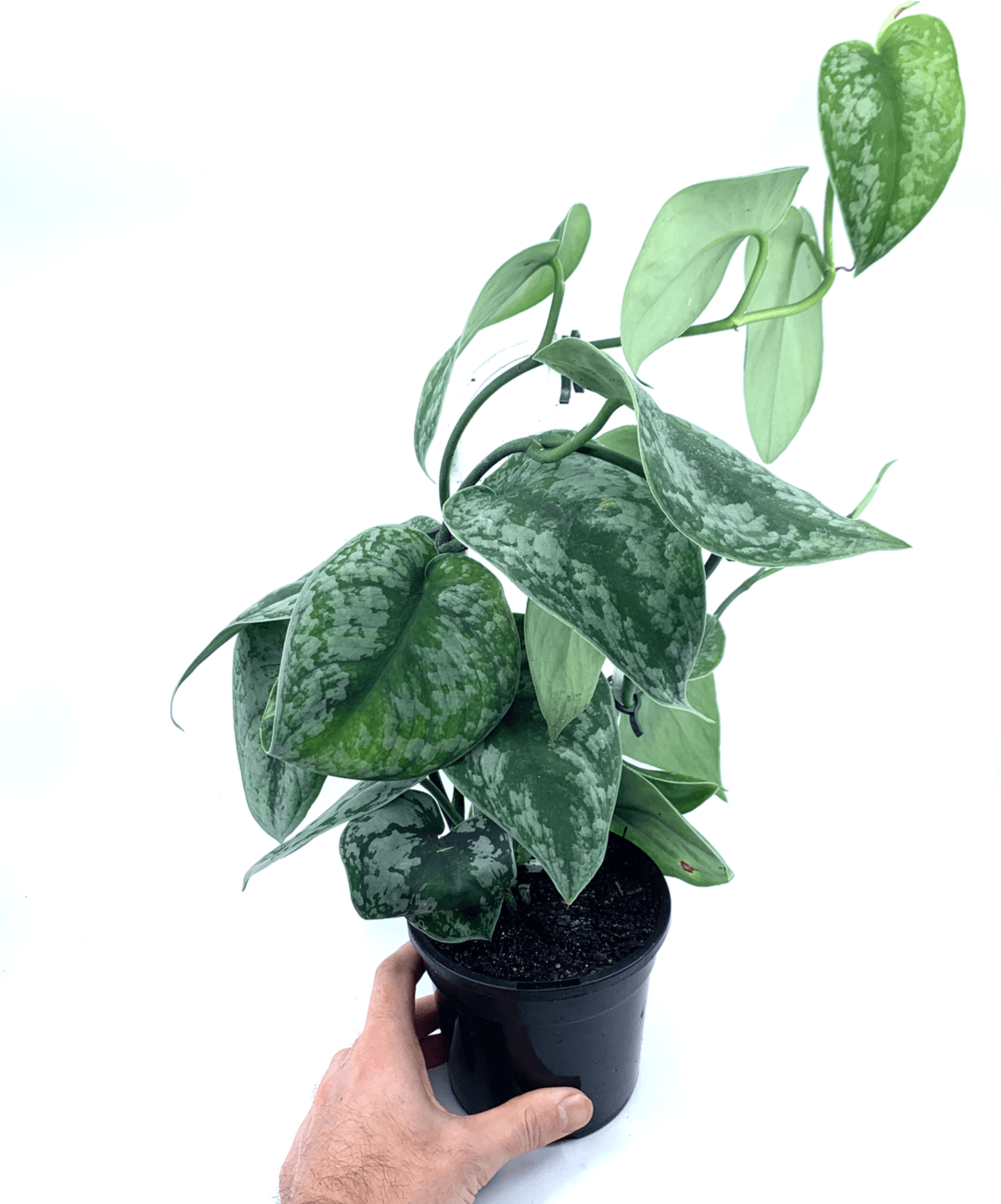 Pothos - Satin - The Plant Buddies