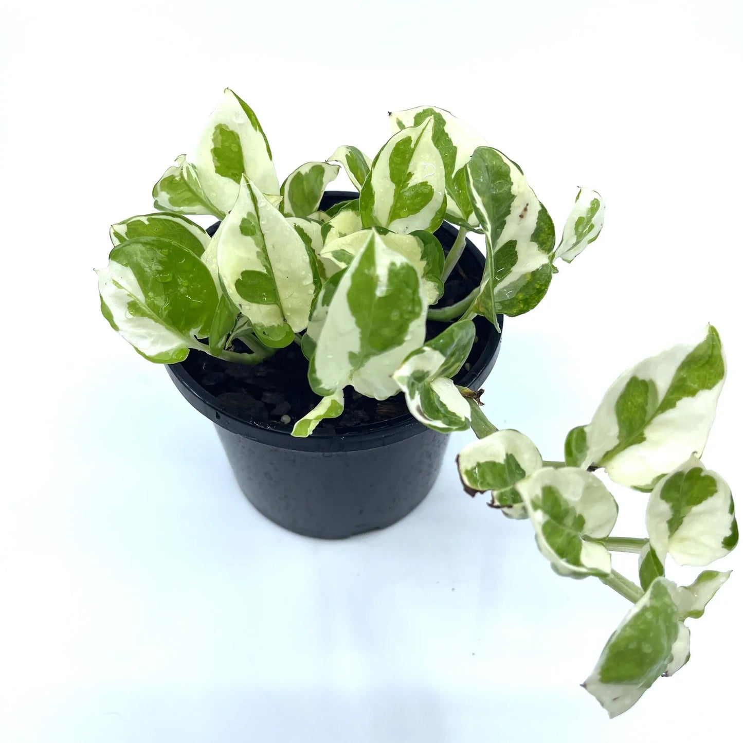 Pothos - Snow Queen - The Plant Buddies