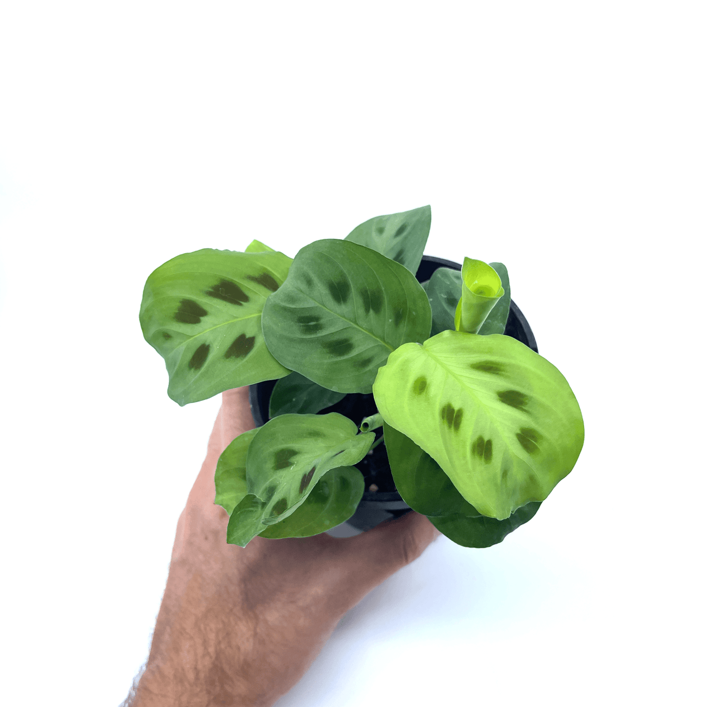 Prayer Plant - Green (Maranta Leuconeura) - The Plant Buddies