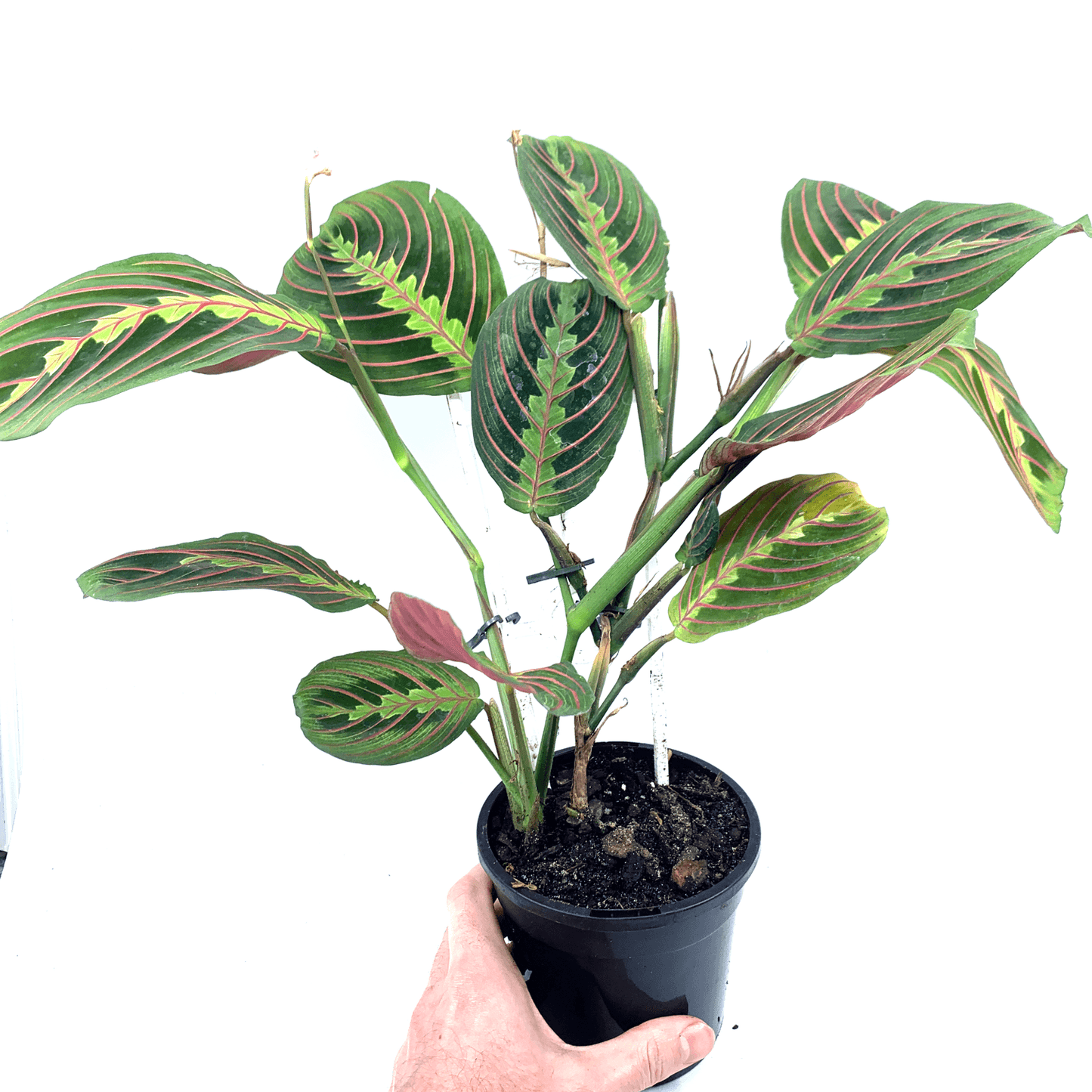 Prayer Plant - Red Vein - The Plant Buddies