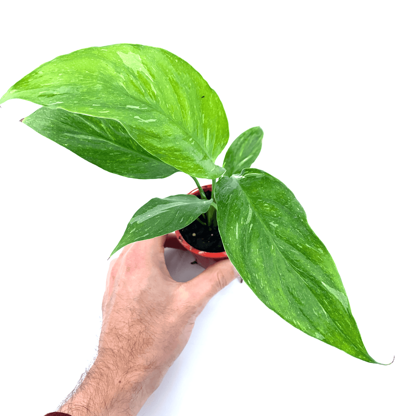 Spath - Domino (Peace Lily) - The Plant Buddies