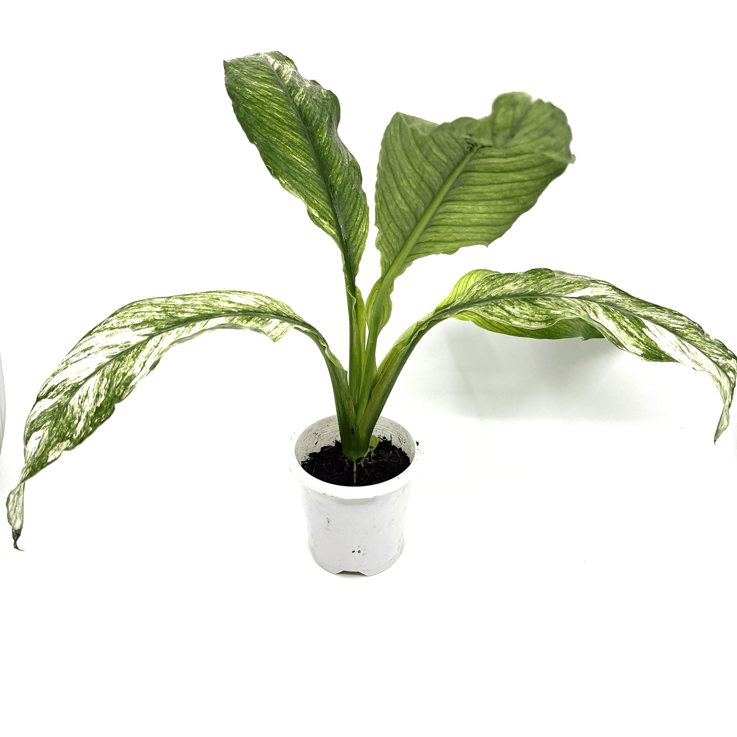 Spath - Peace Lily Jessica - The Plant Buddies