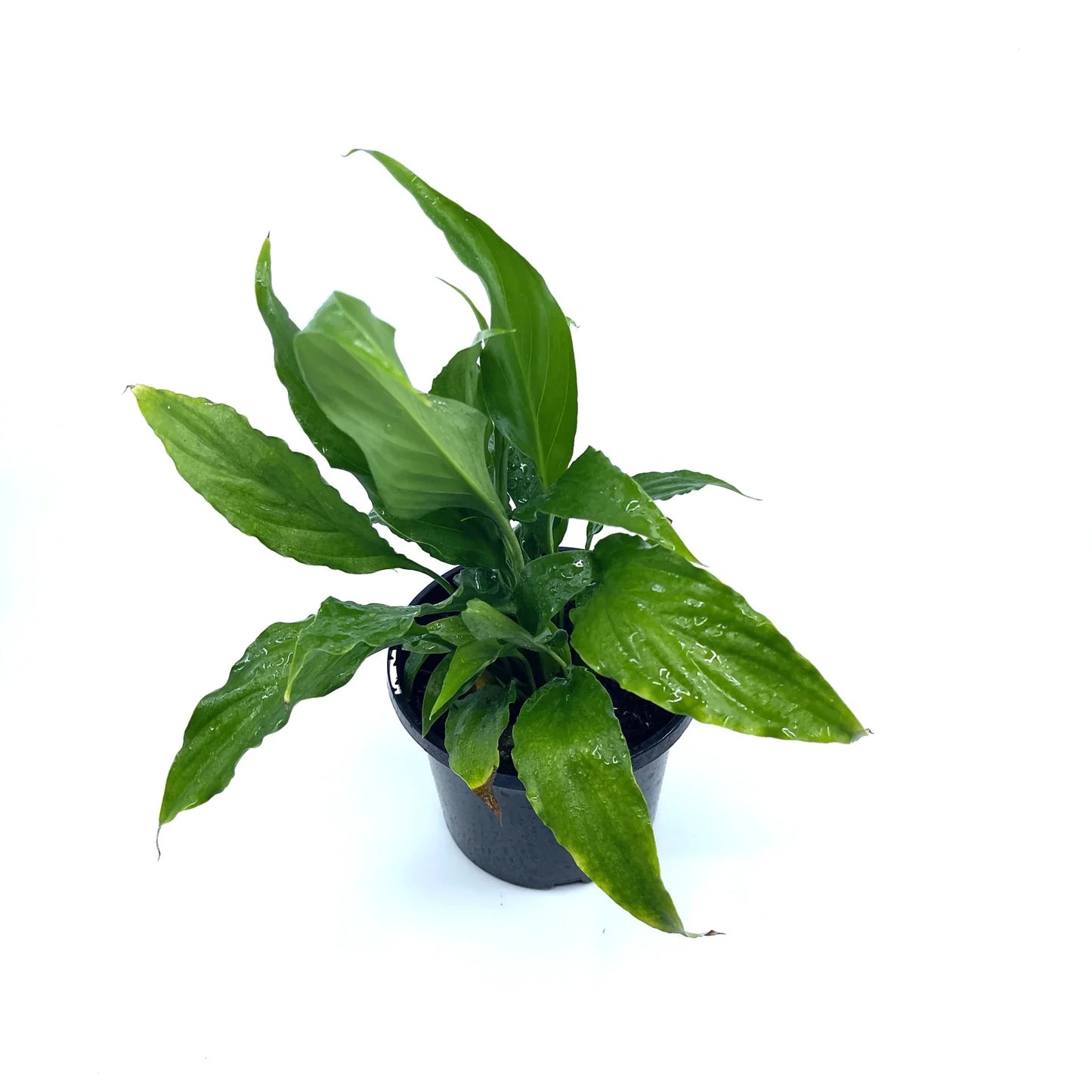 Spath - Peace Lily - The Plant Buddies