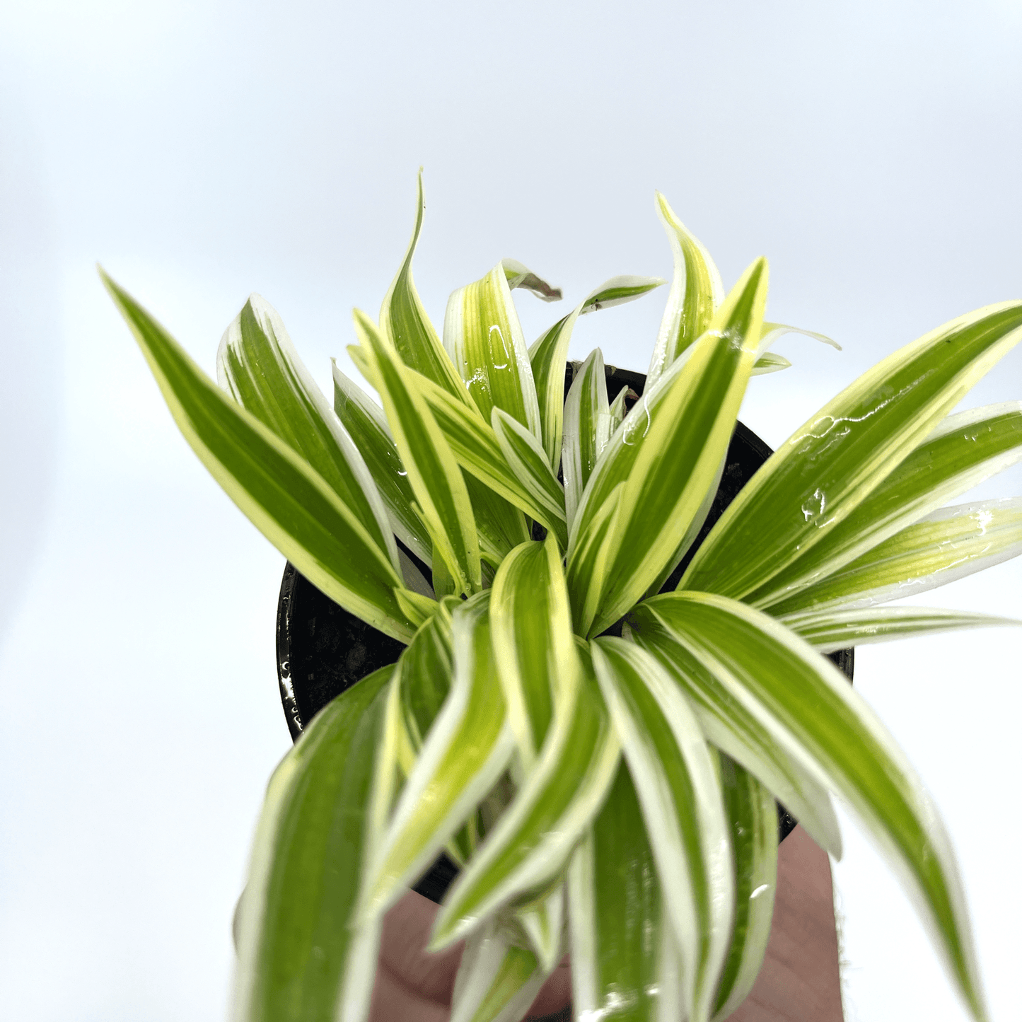 Spider Plant - The Plant Buddies