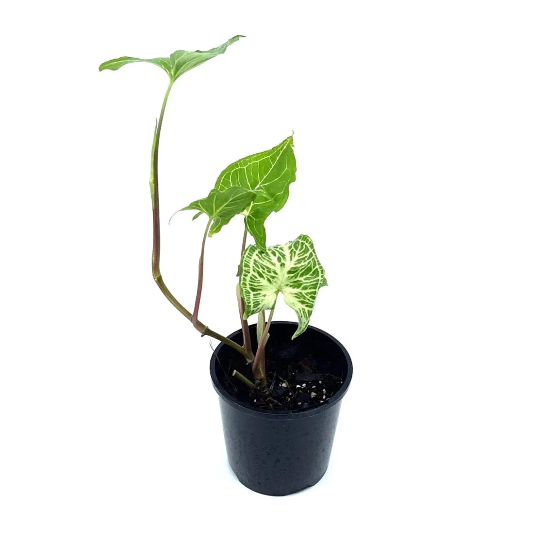 Syngonium - Batik πππ - The Plant Buddies